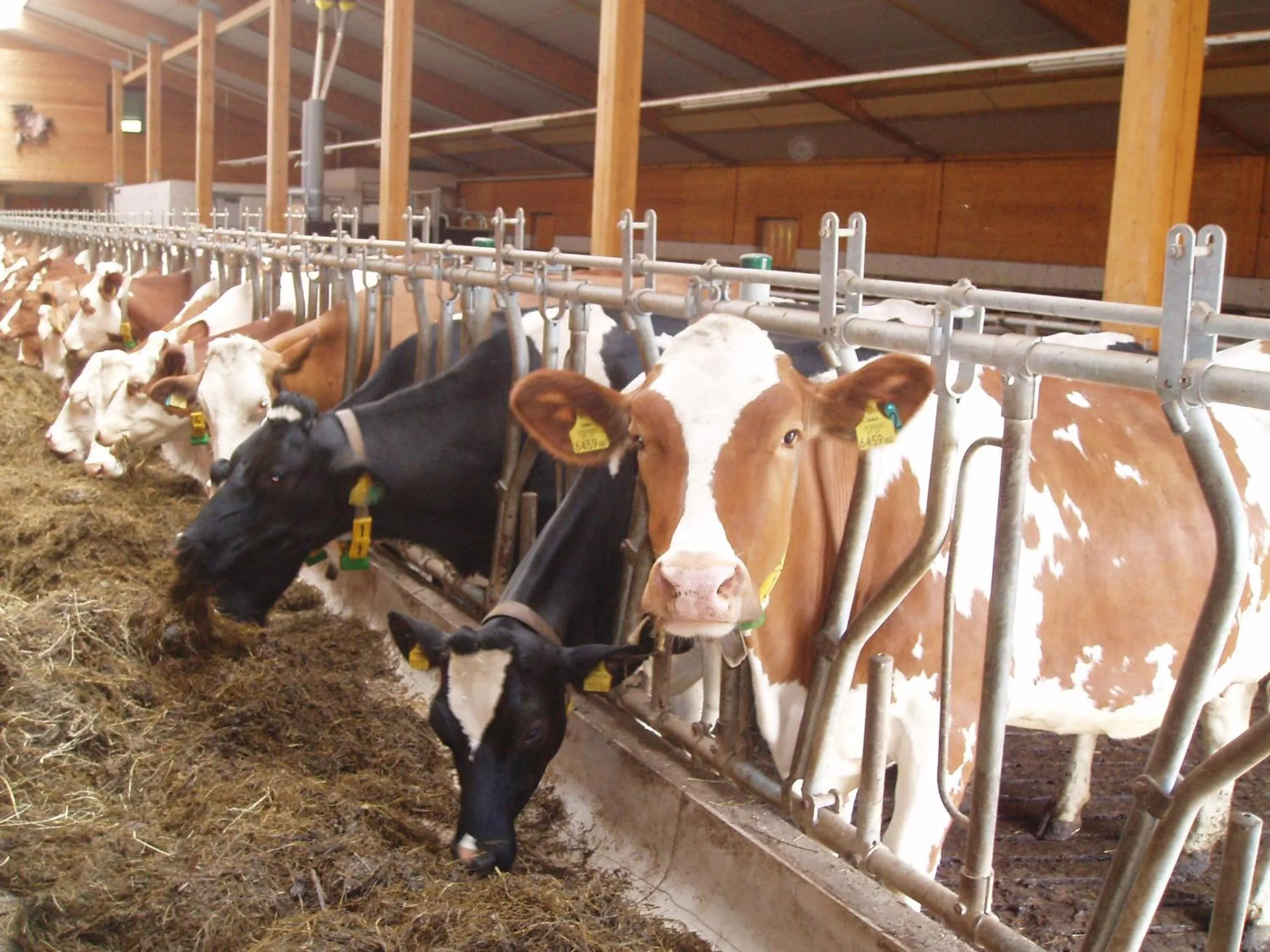 Animals in Erlebnisgut & Reiterhof Oberhabach