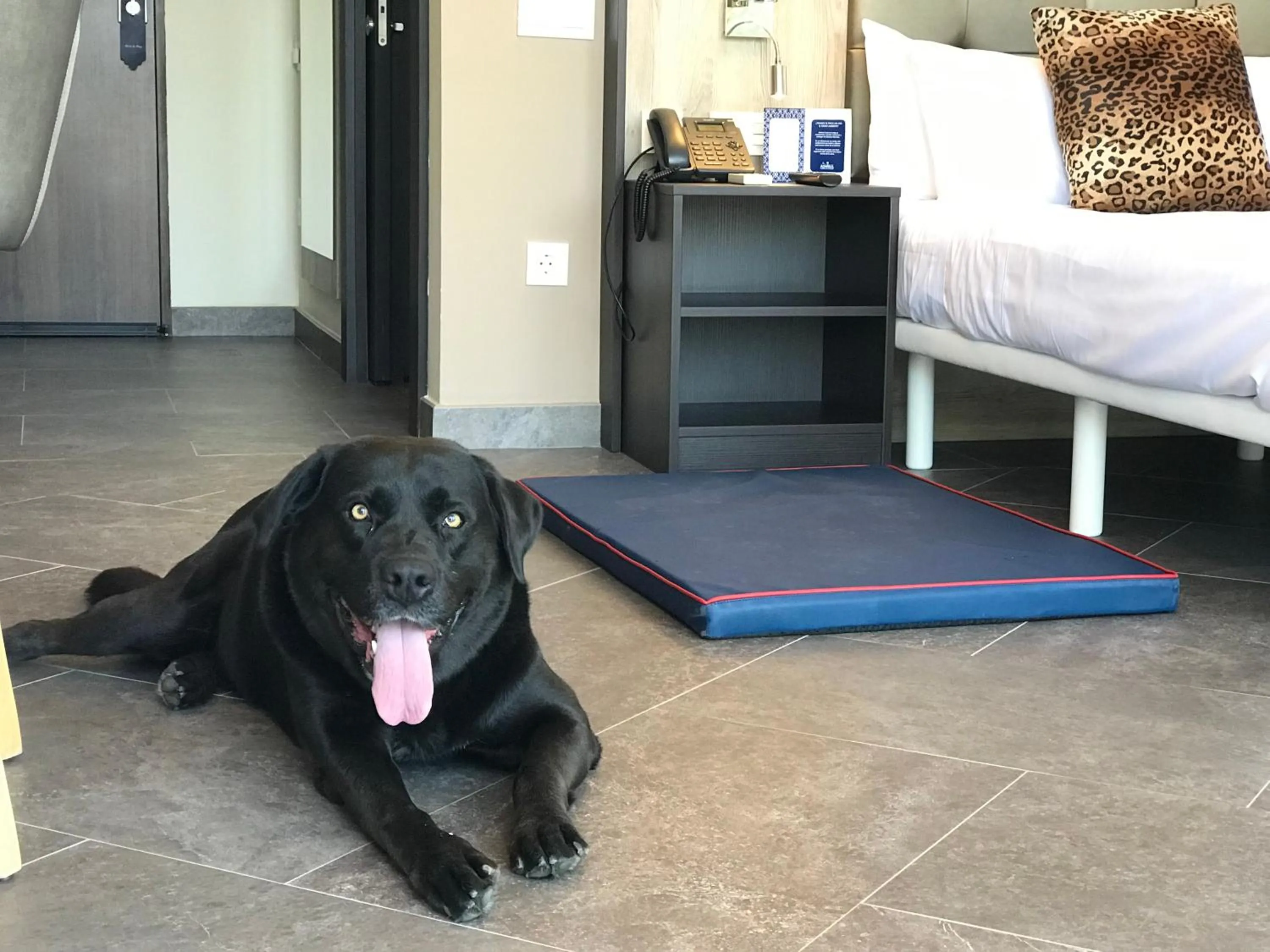 Pets in Hotel Admiral San Roque