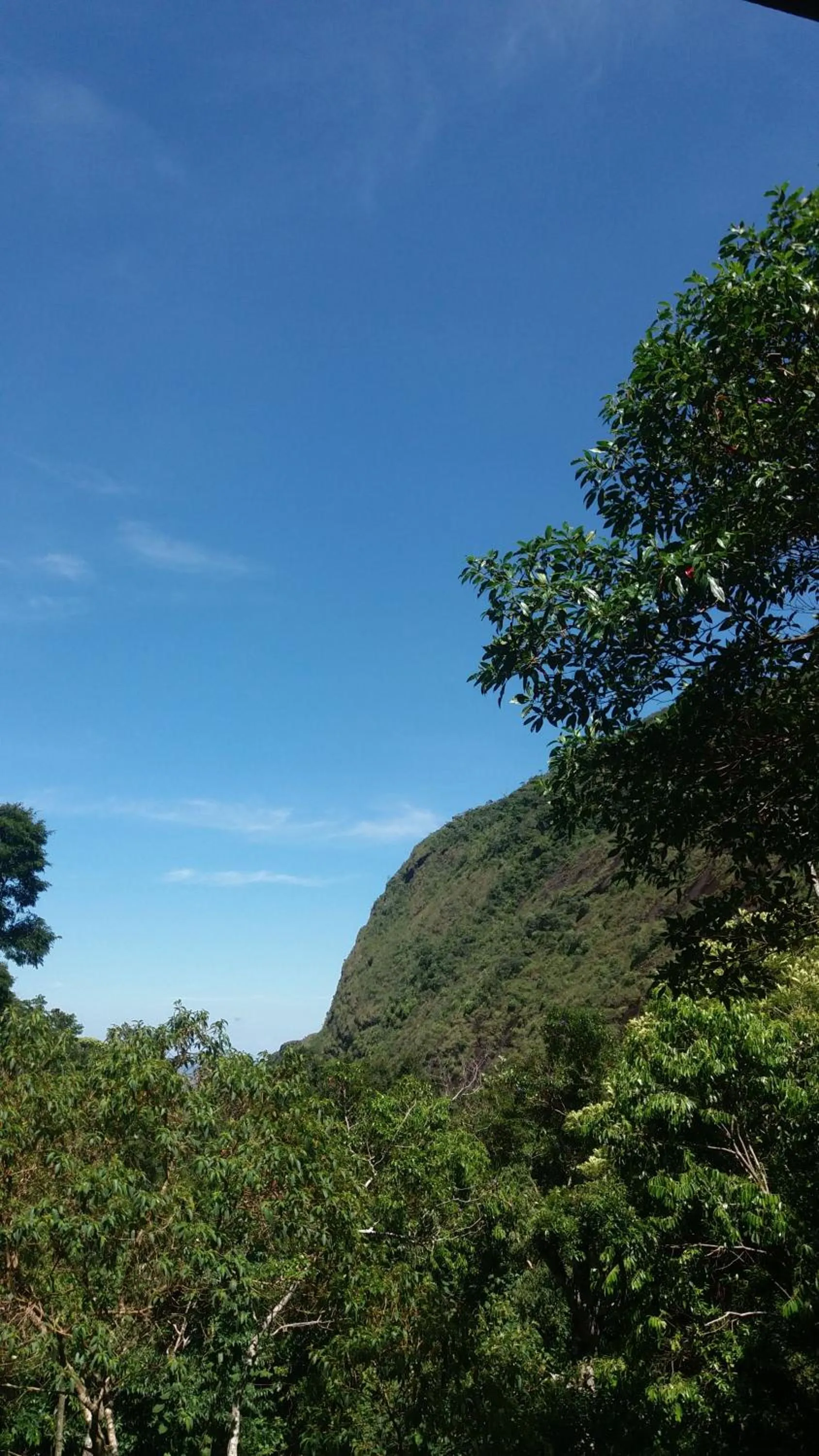 Natural landscape in Chales Bamboo Jungle