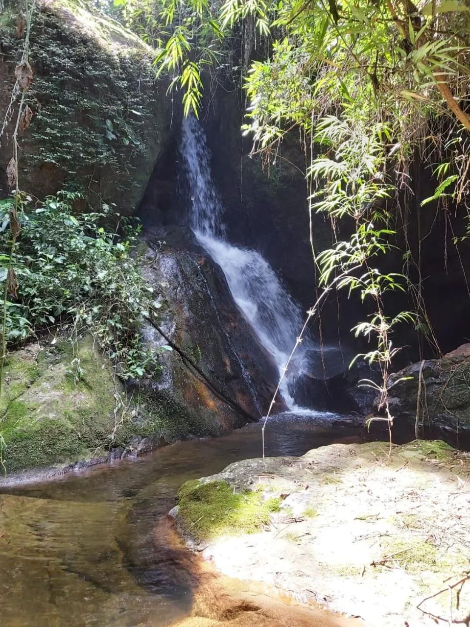 Natural landscape in Chales Bamboo Jungle