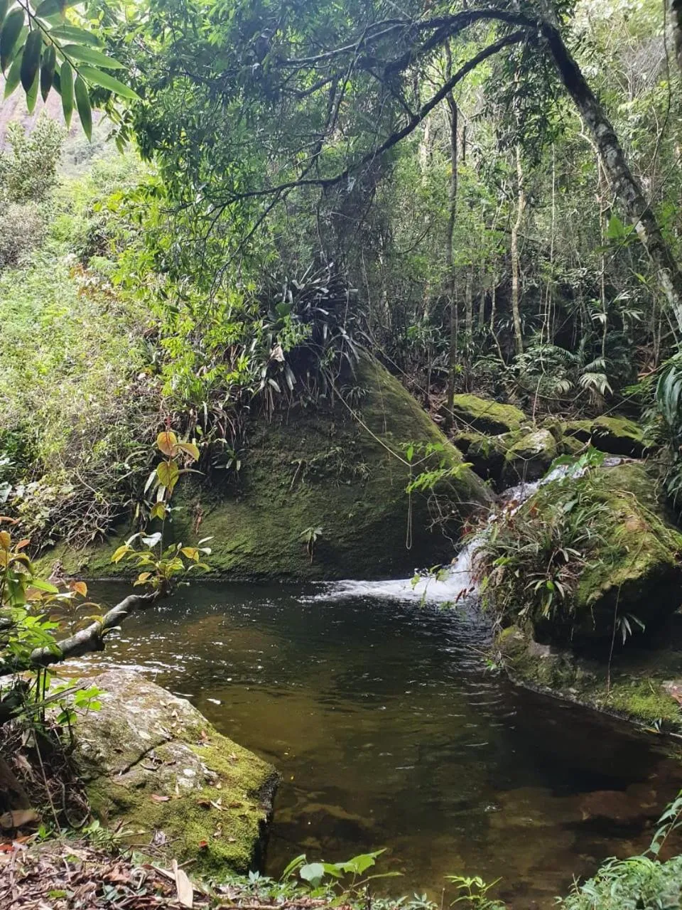 Natural landscape in Chales Bamboo Jungle