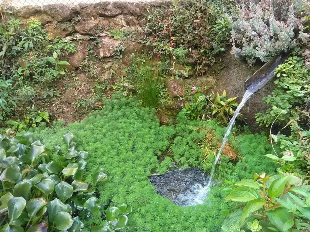 Garden in Chales Bamboo Jungle