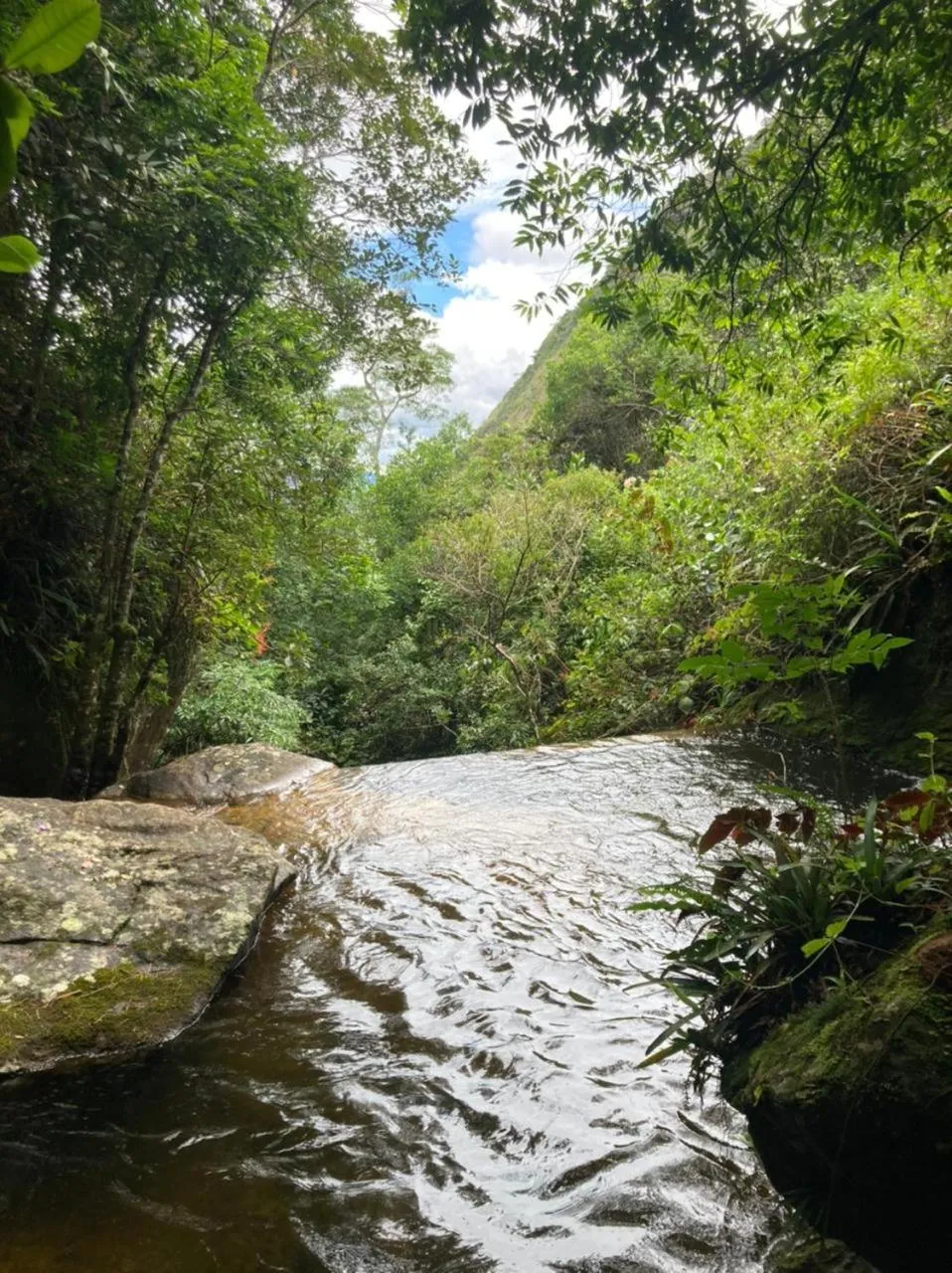 Day in Chales Bamboo Jungle
