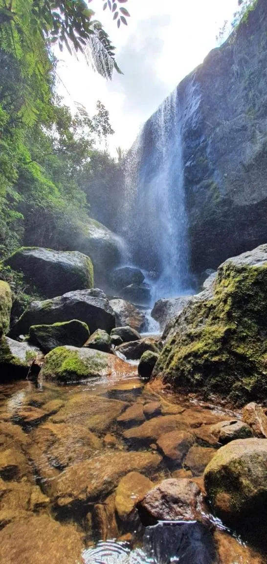 Natural landscape in Chales Bamboo Jungle
