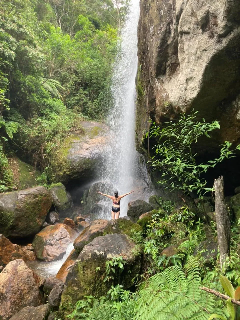 Day in Chales Bamboo Jungle