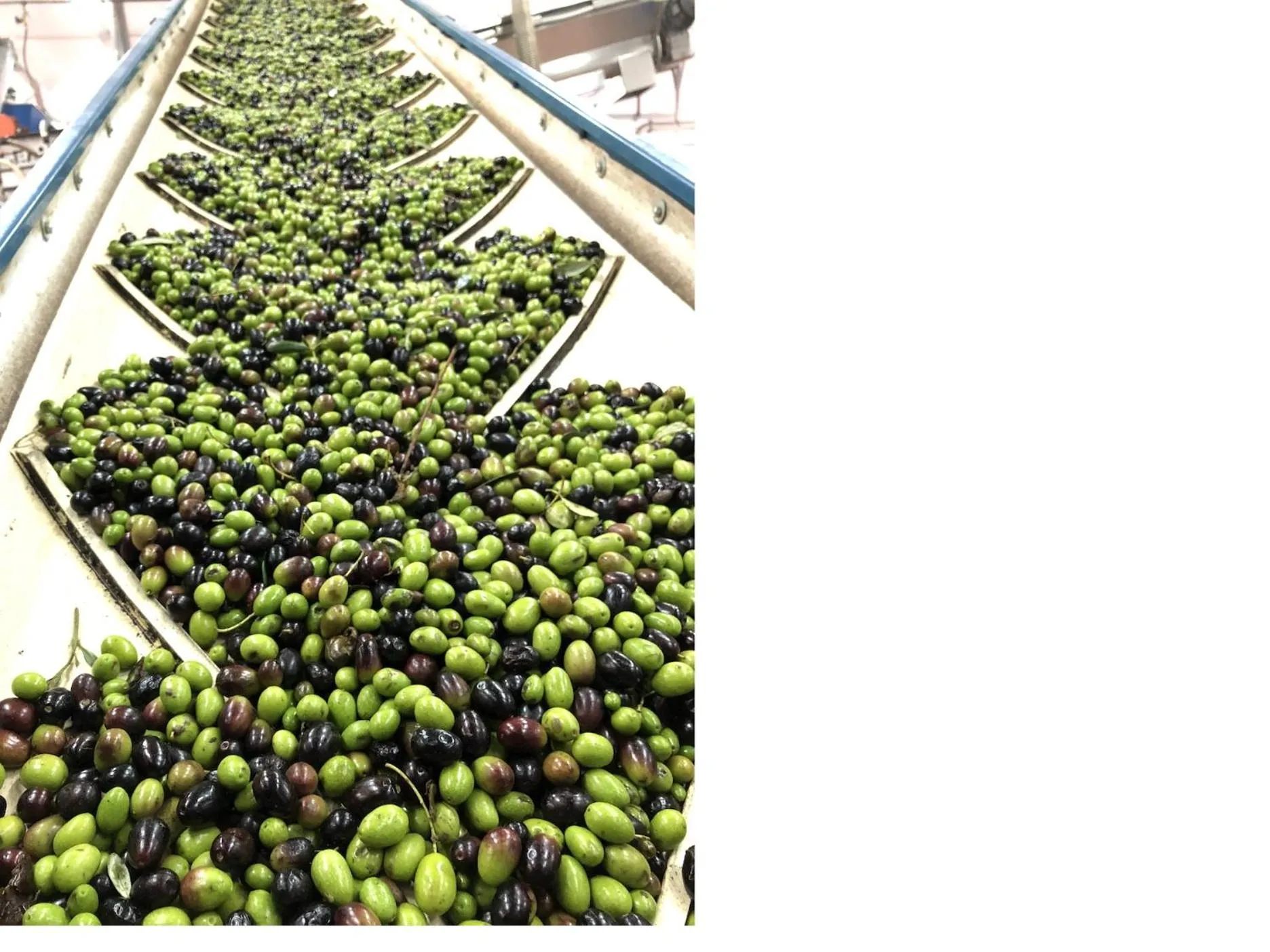 Other in Poderi di Tragliatella