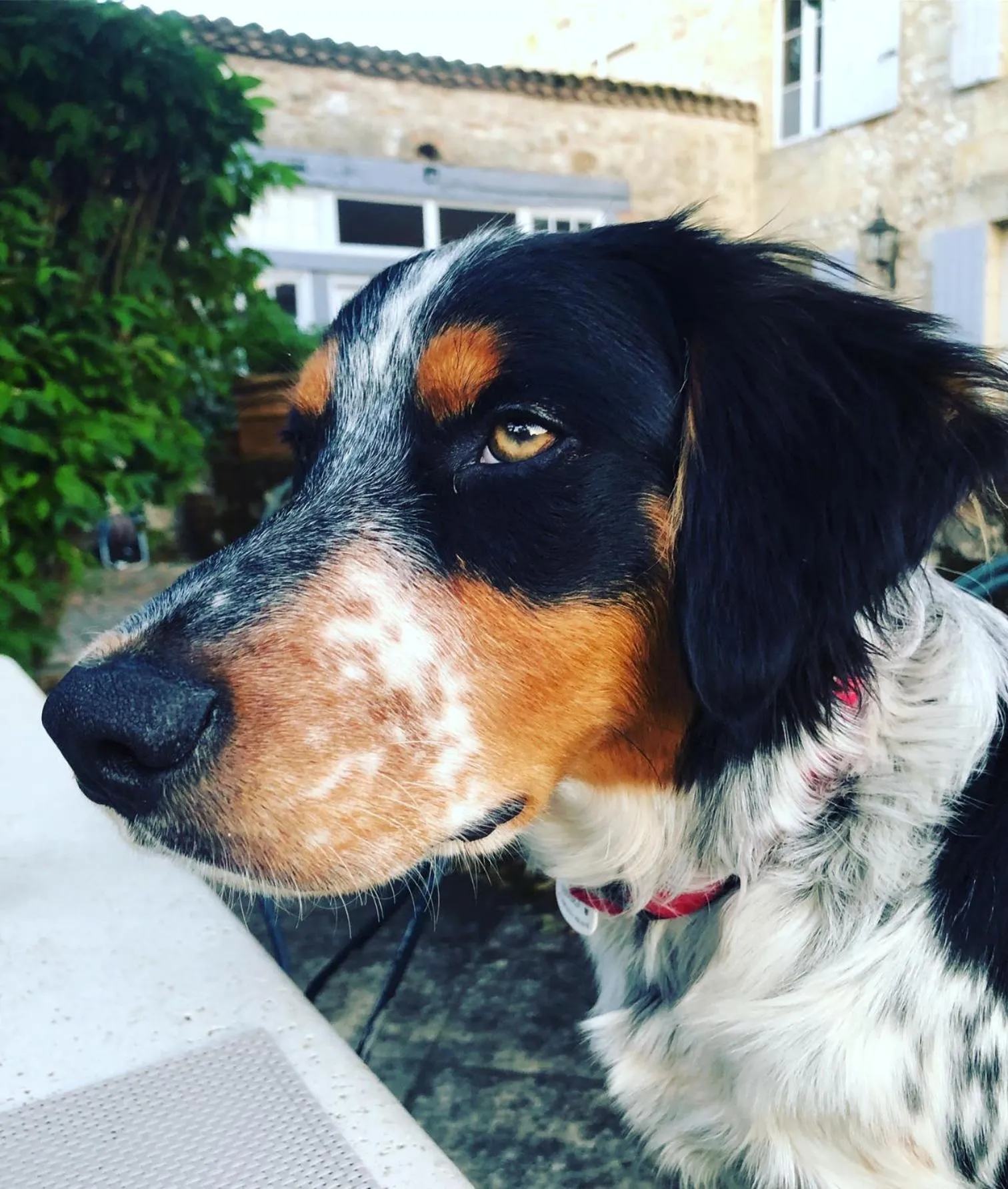 Pets in Domaine des Monges