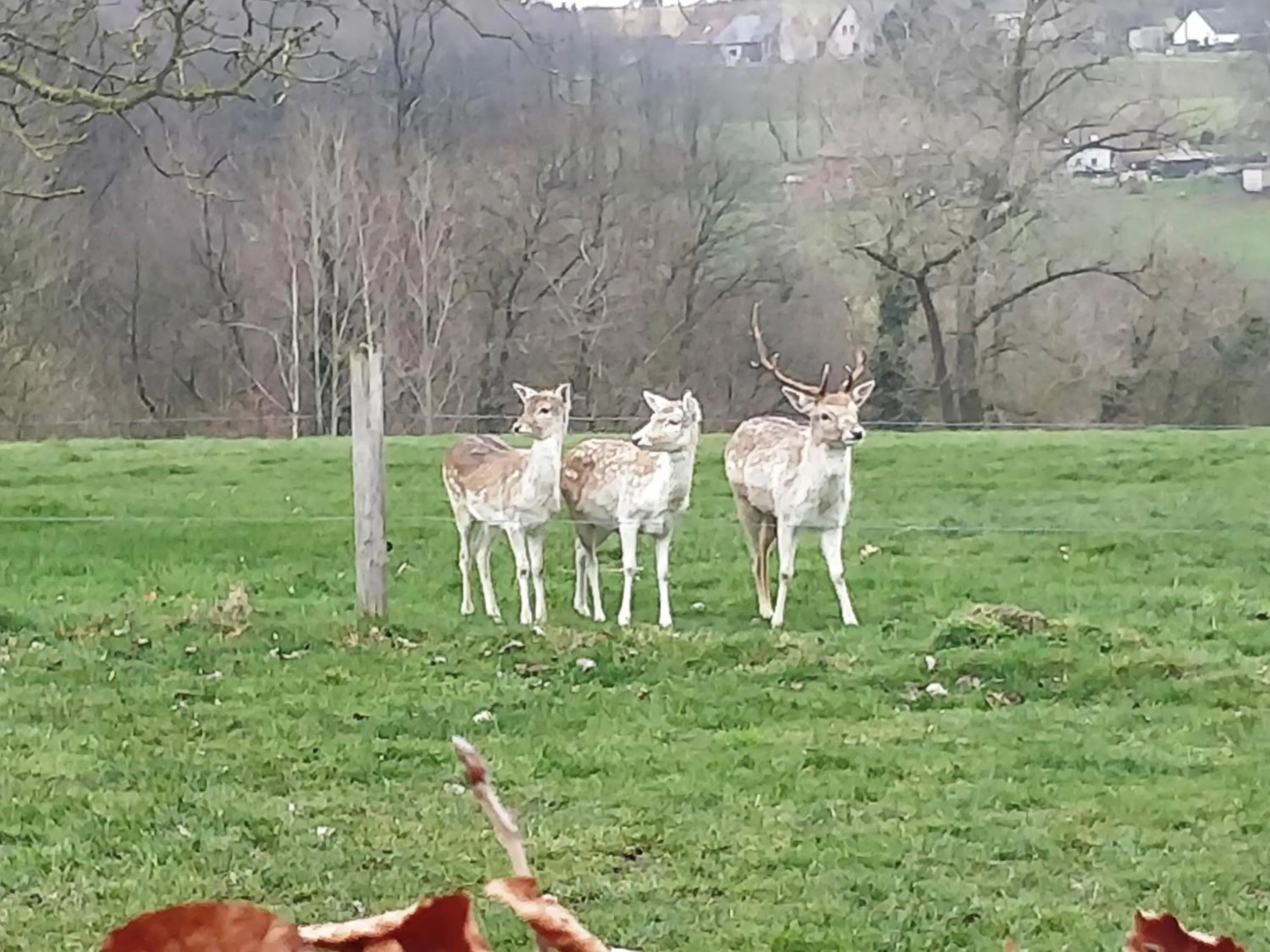 Natural landscape in La Petite Bruyere De Renaix