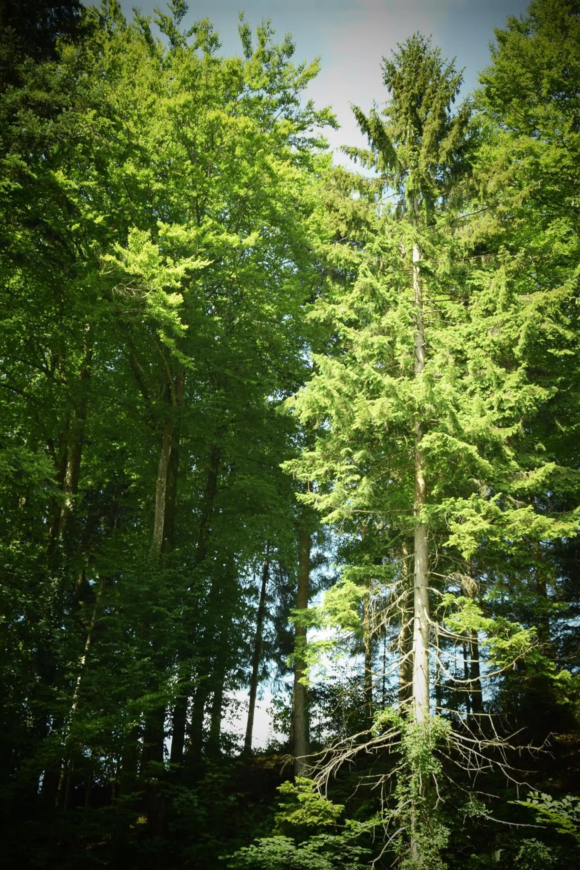 Activities in Naturidyll Hotel Hammerschmiede