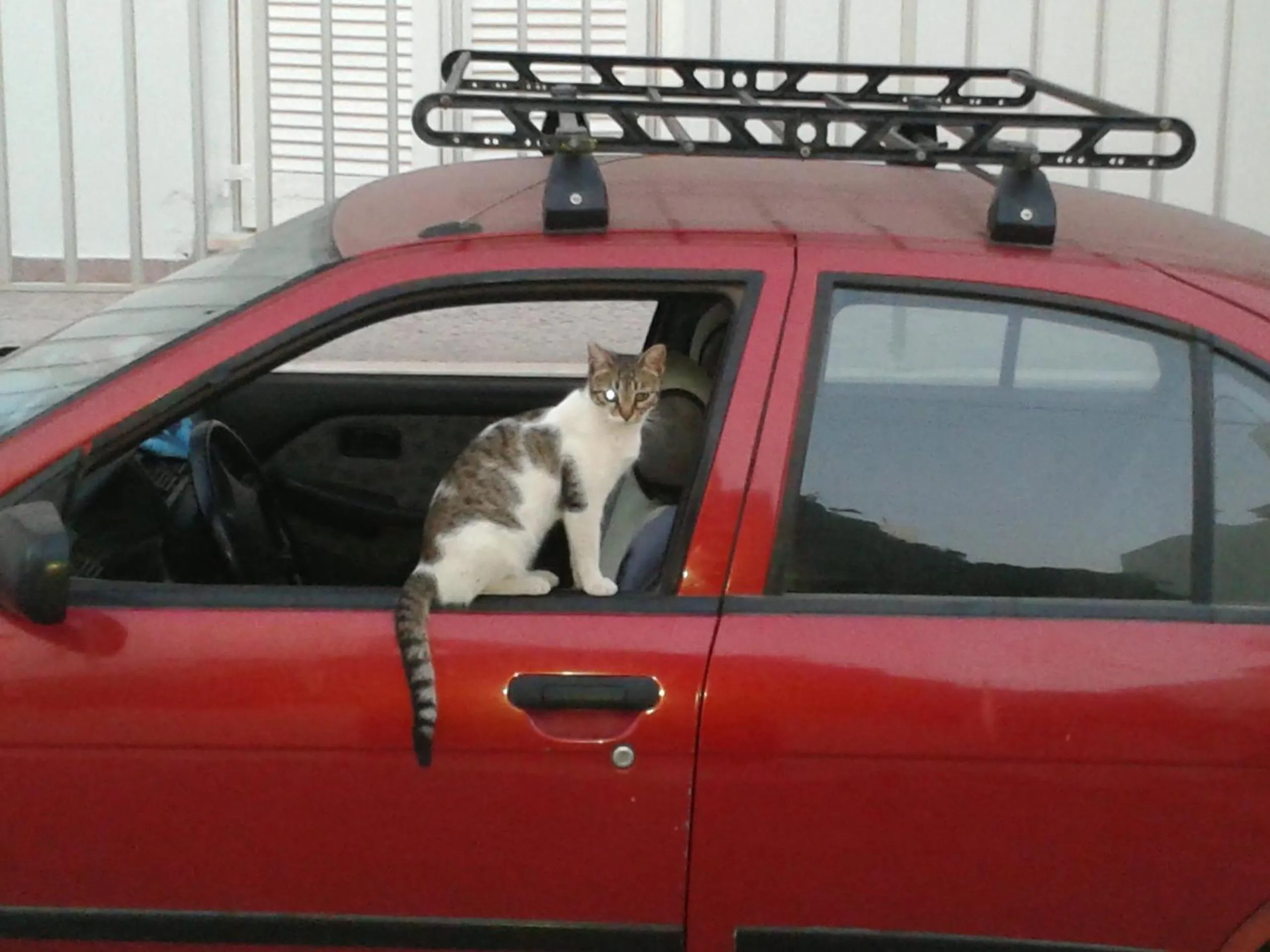 Pets in Marisa Rooms