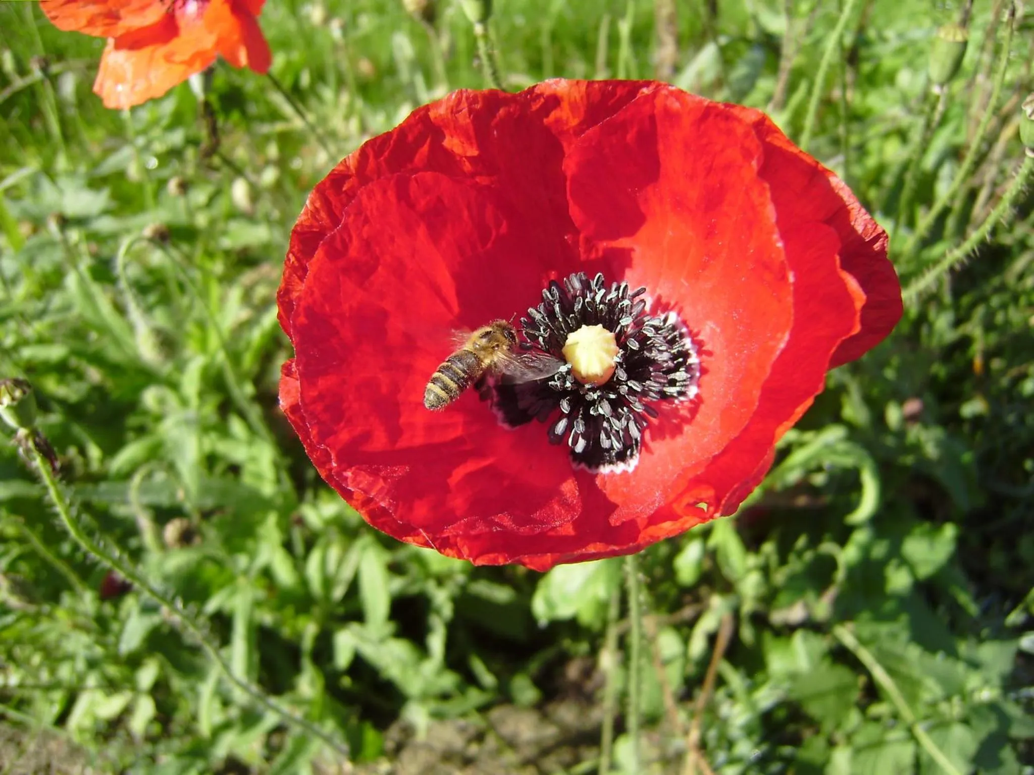 Natural landscape in Hotel garni Godenhof