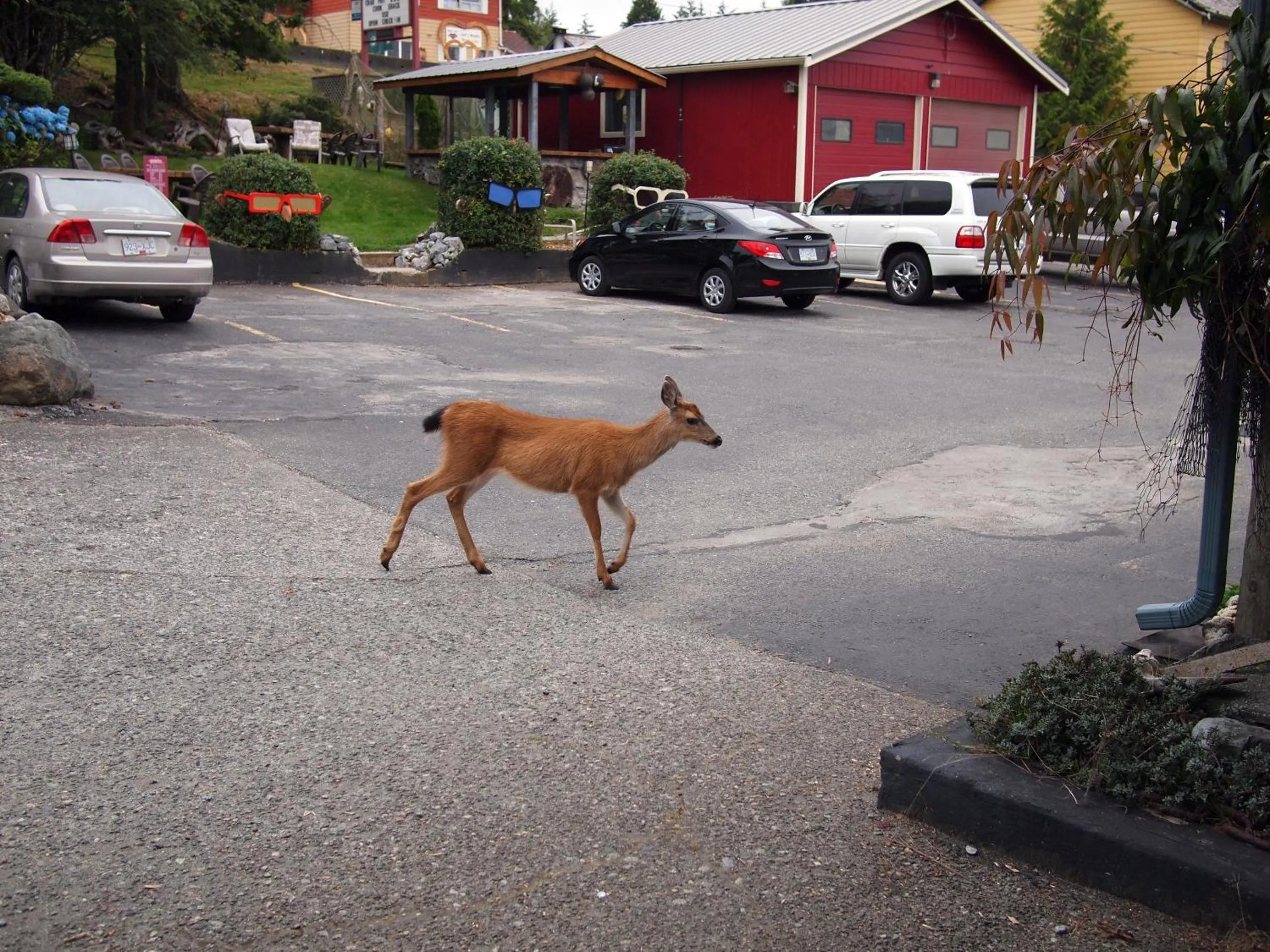 Animals in West Coast Motel on the Harbour