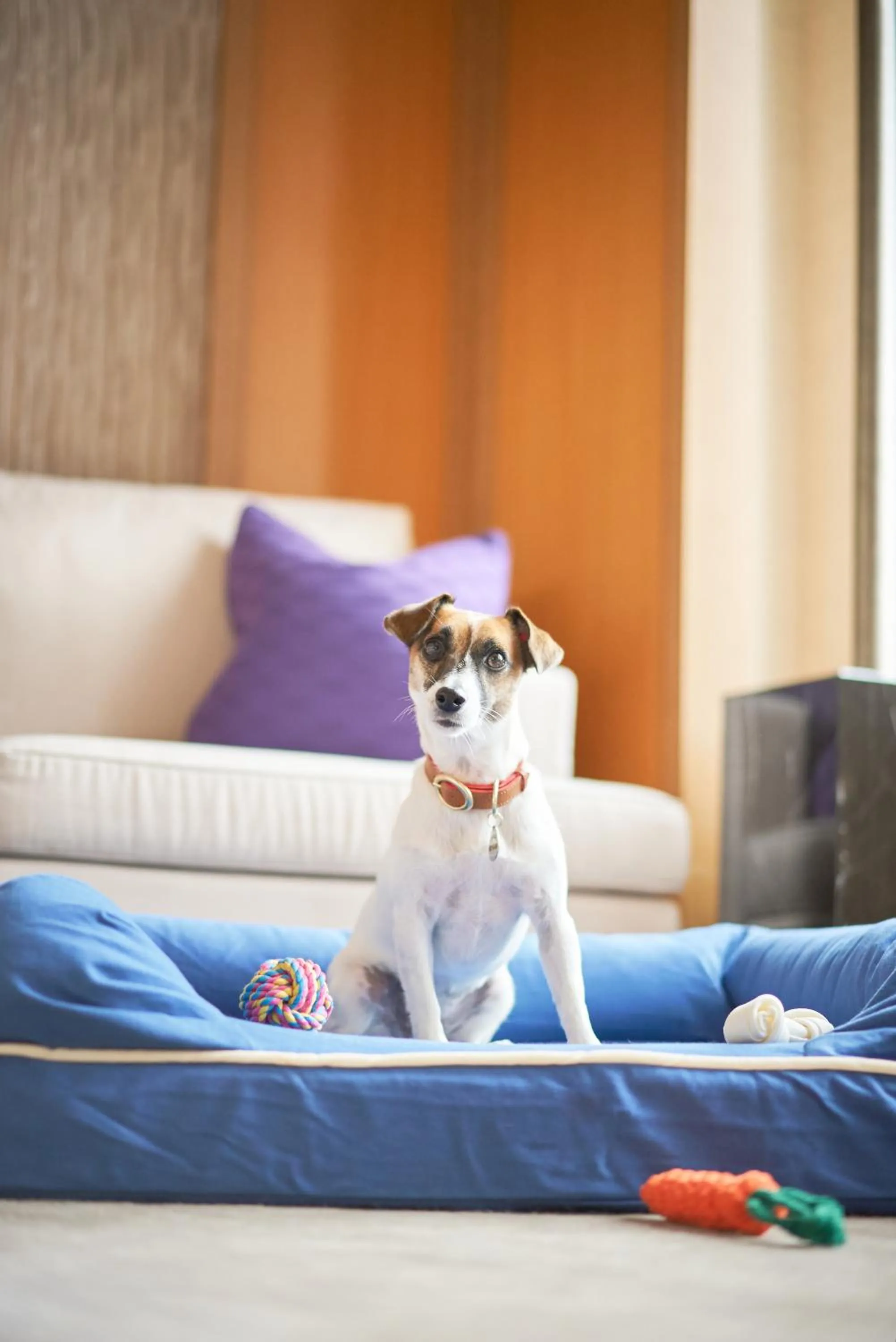 pet friendly in Mandarin Oriental, Tokyo