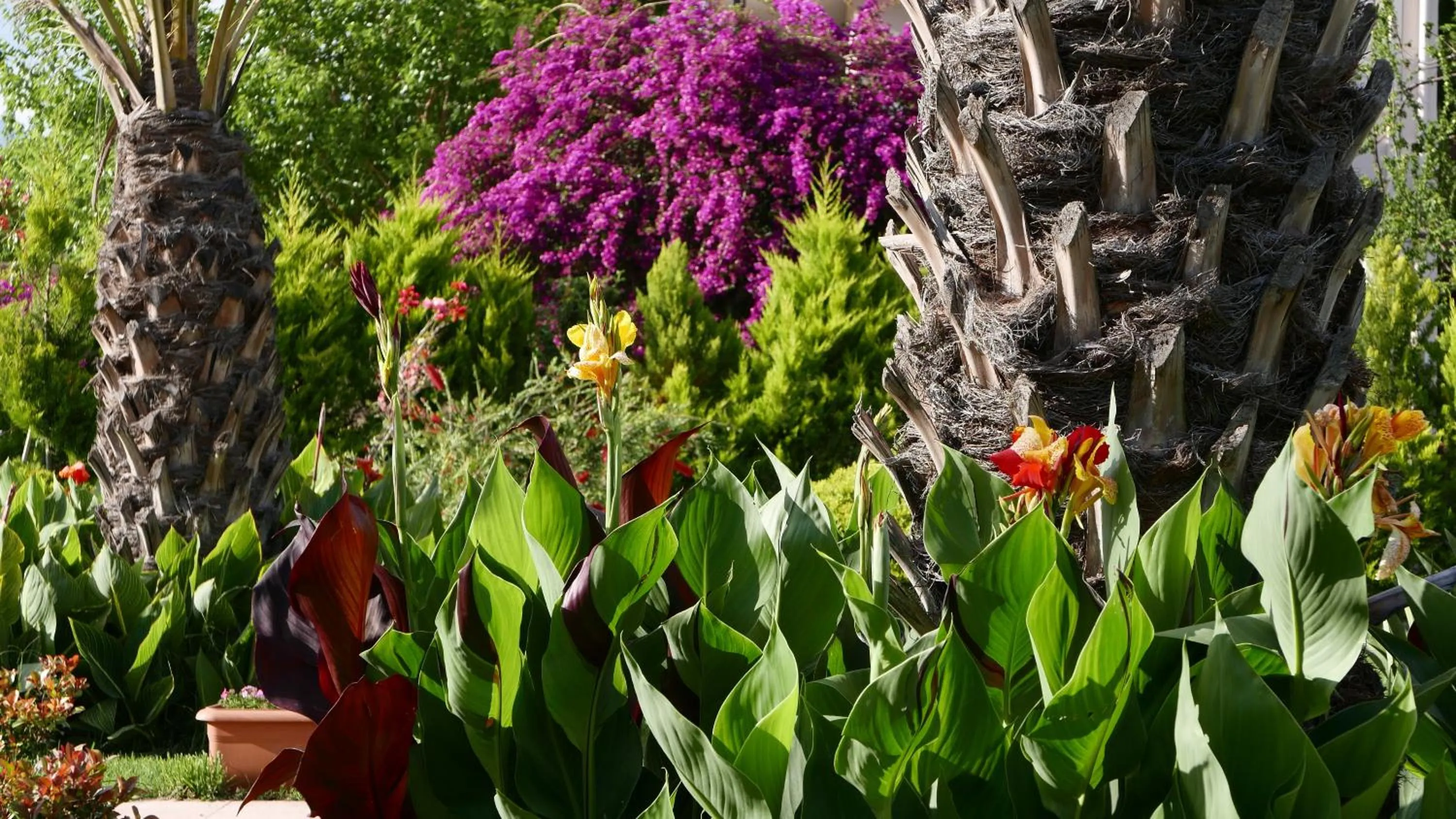 Garden in Aida Hotel