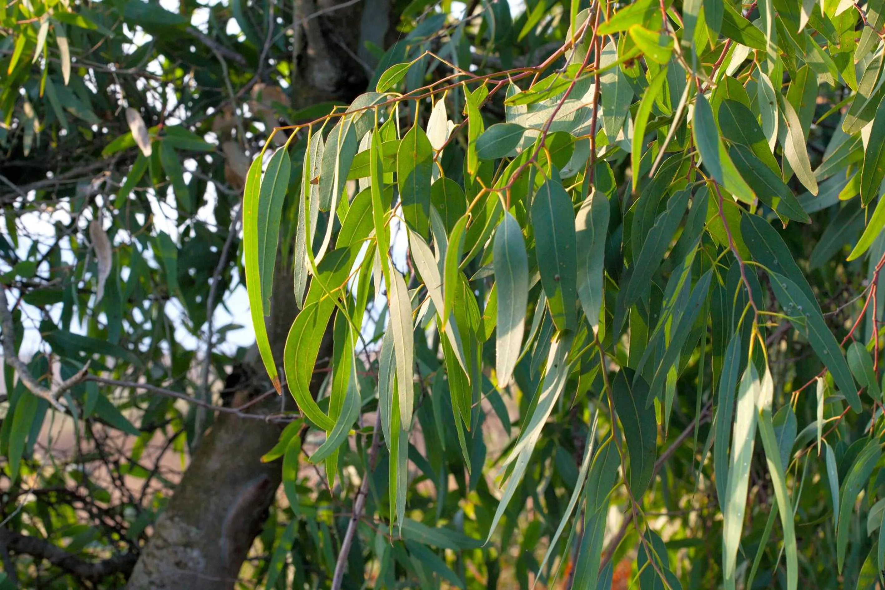Garden in BAGHEERA Village Naturiste