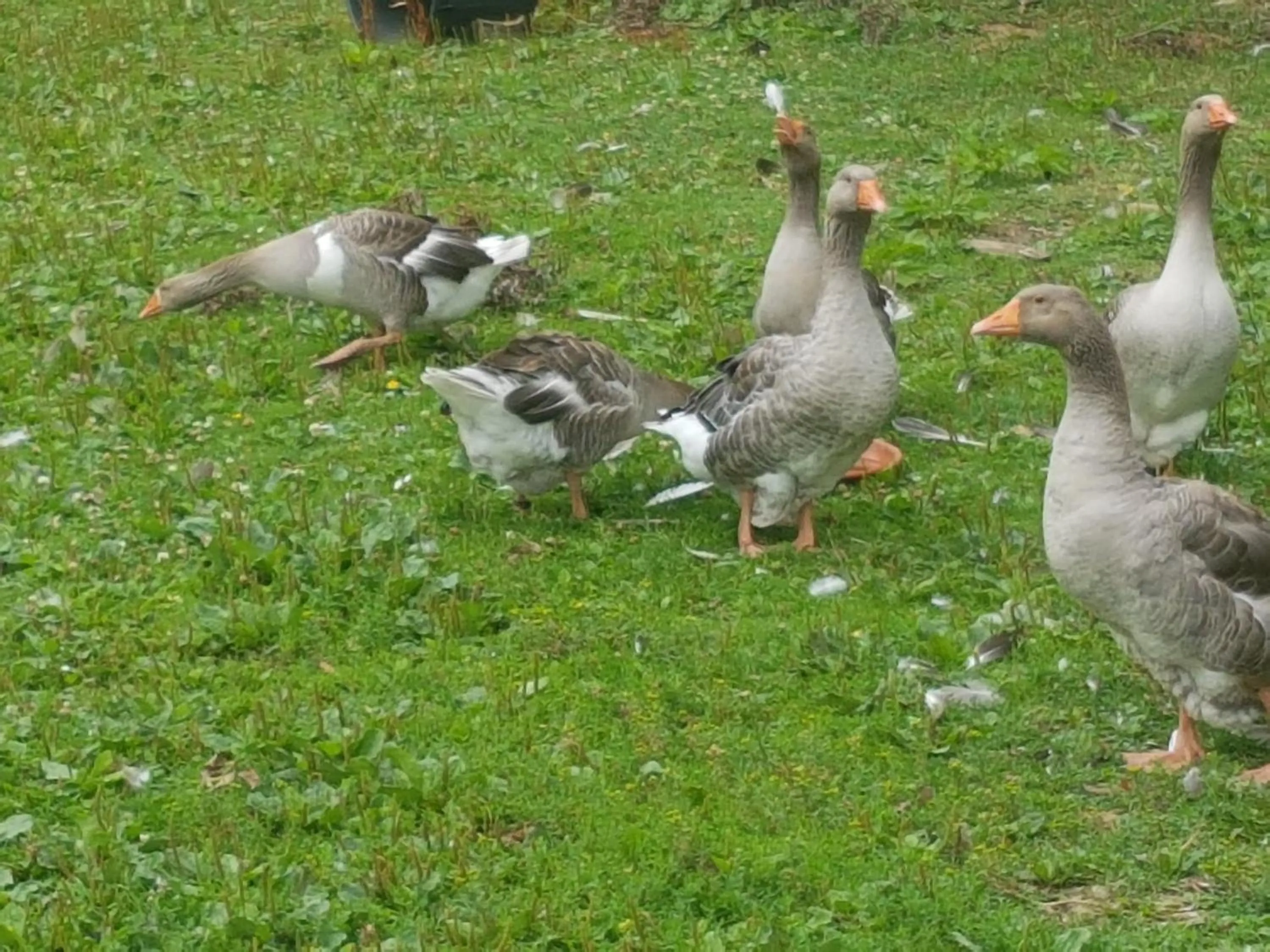 Animals in Le clos de Tournes