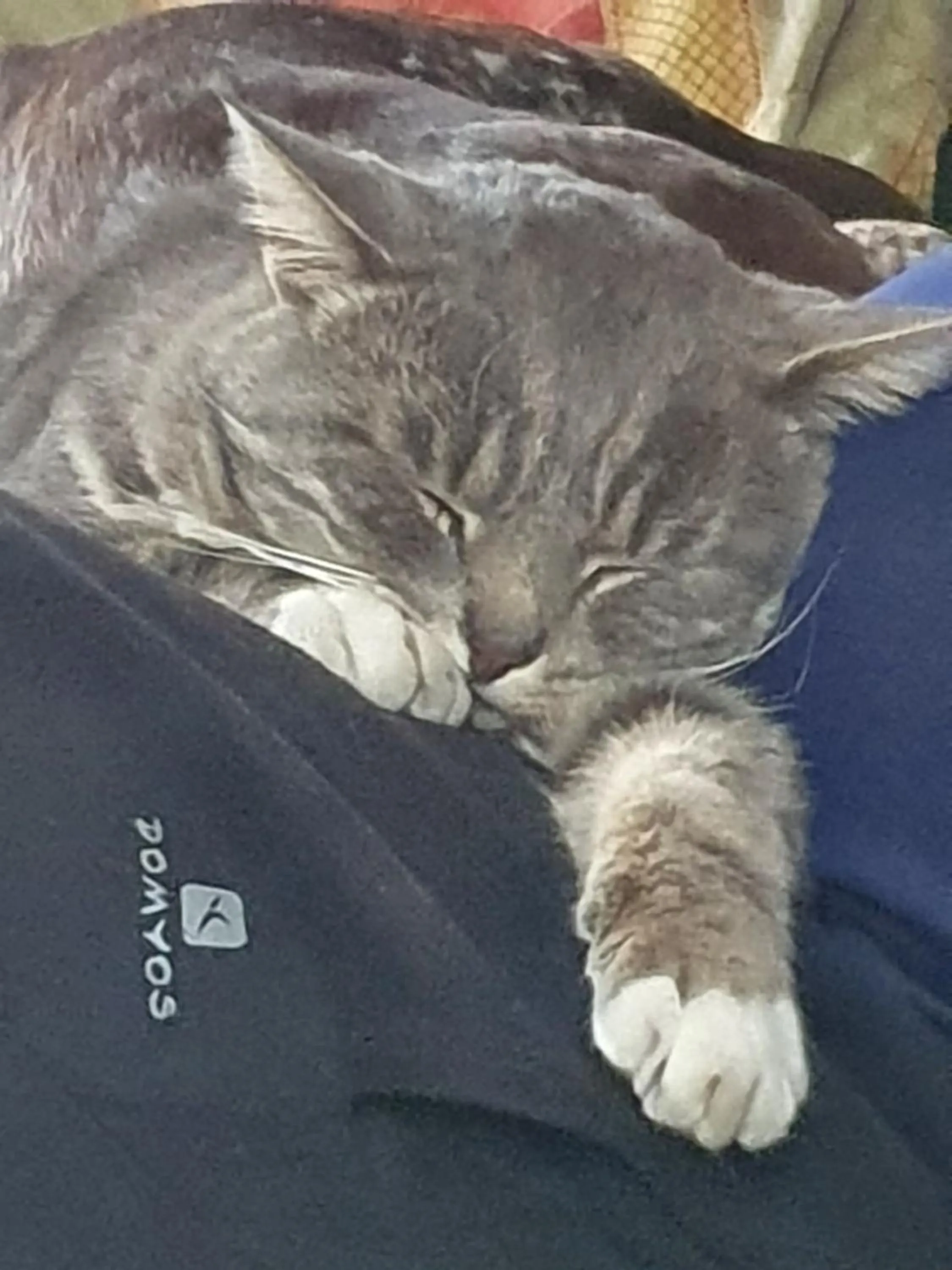 Pets in Le clos de Tournes