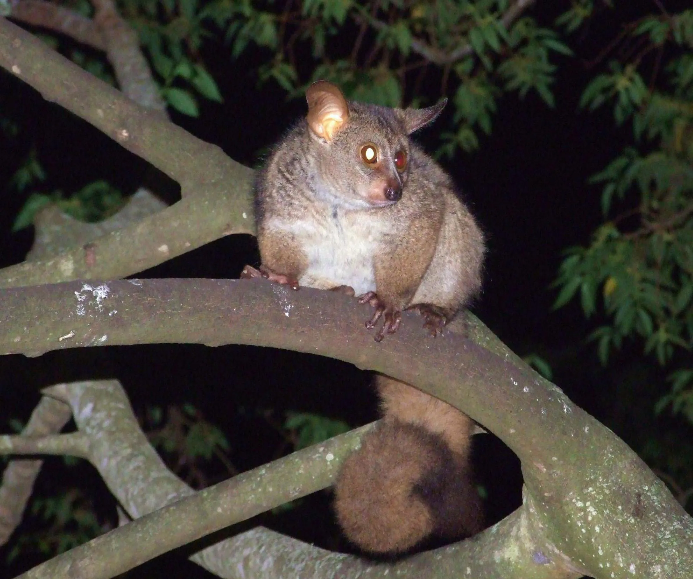 Animals in Isinkwe Bush Camp