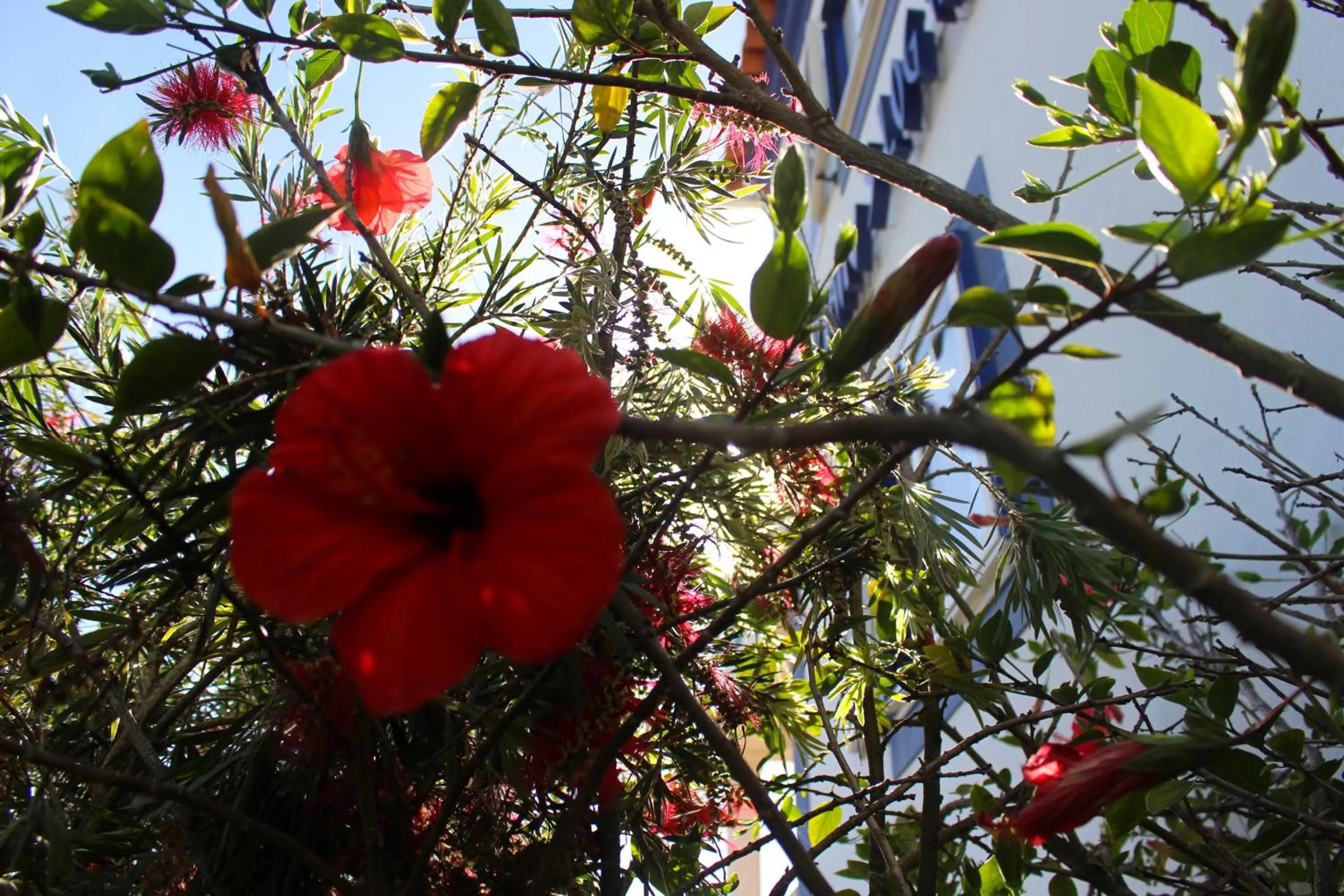 Garden in Captain's Log House