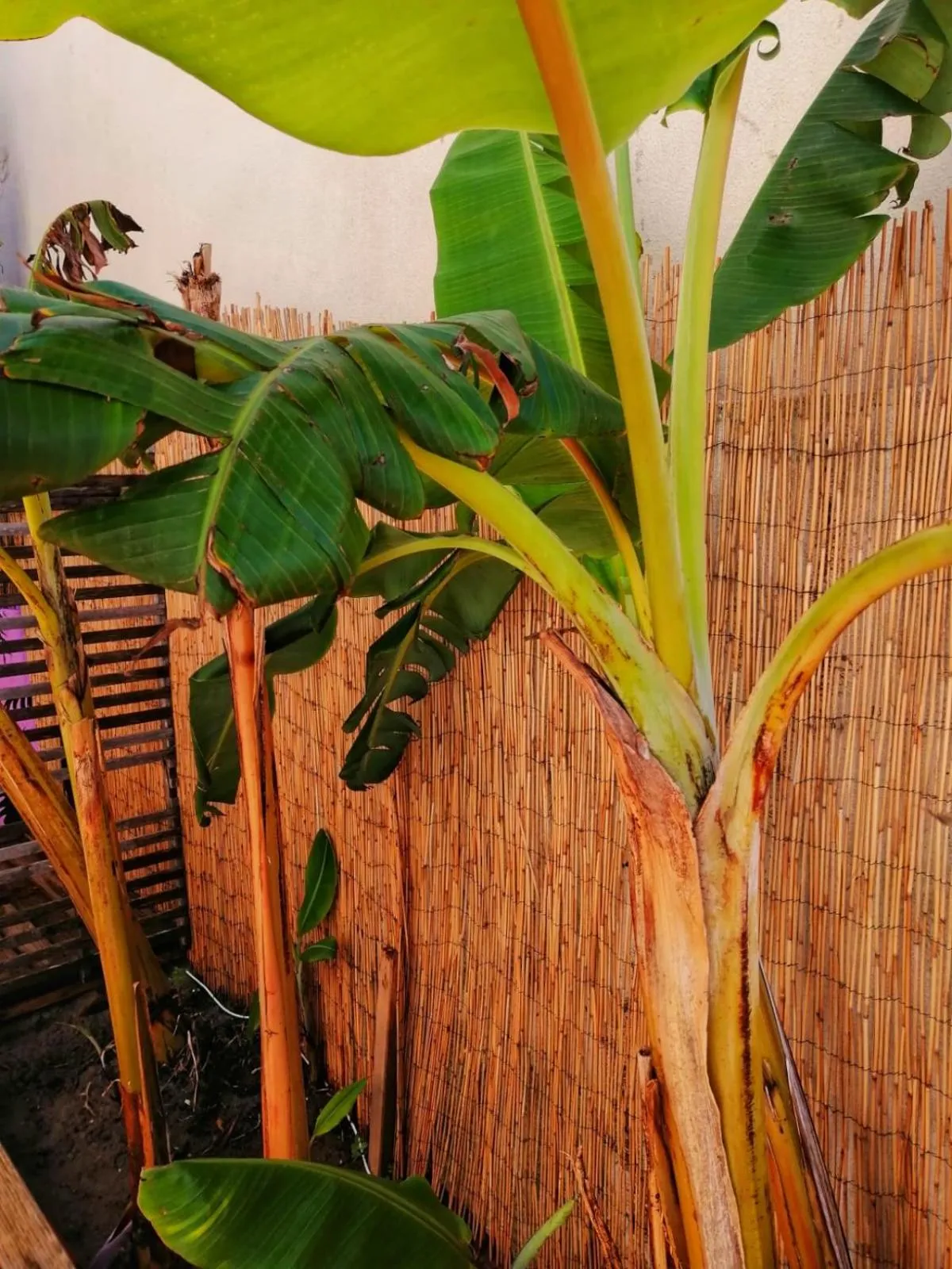 Garden in Captain's Log House