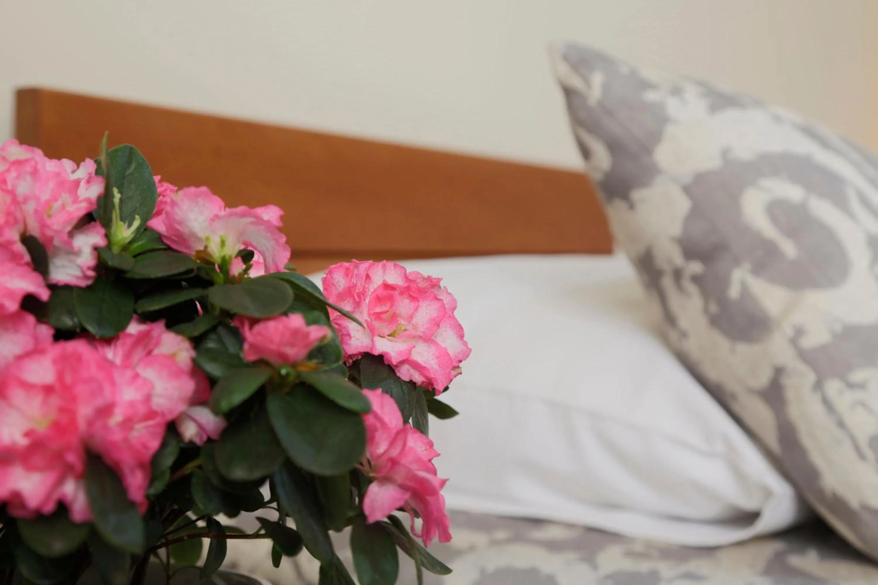 Bed in Accommodation Tara