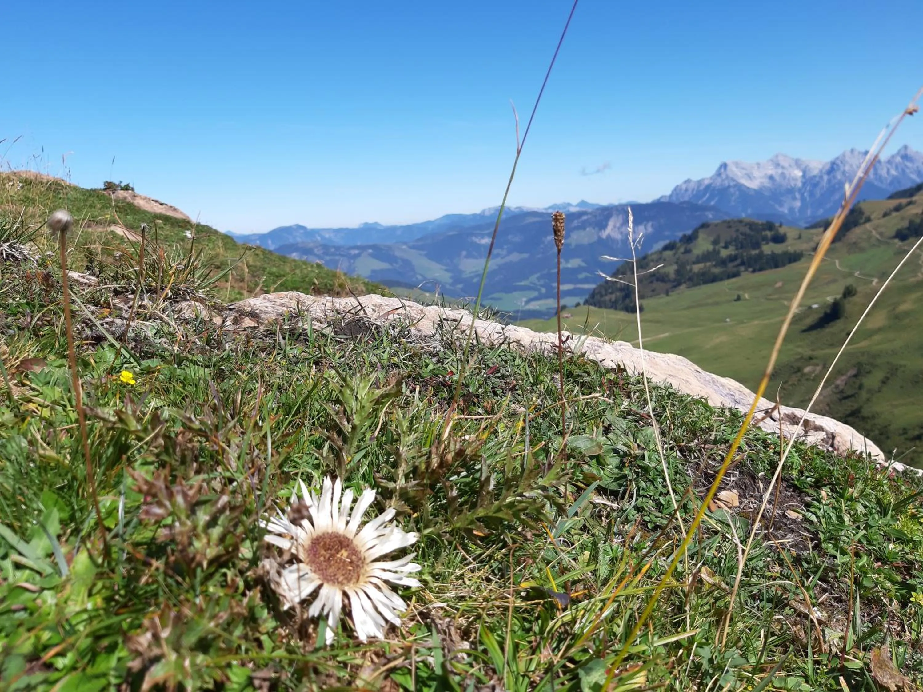 Hiking in Alphotel Mittersill