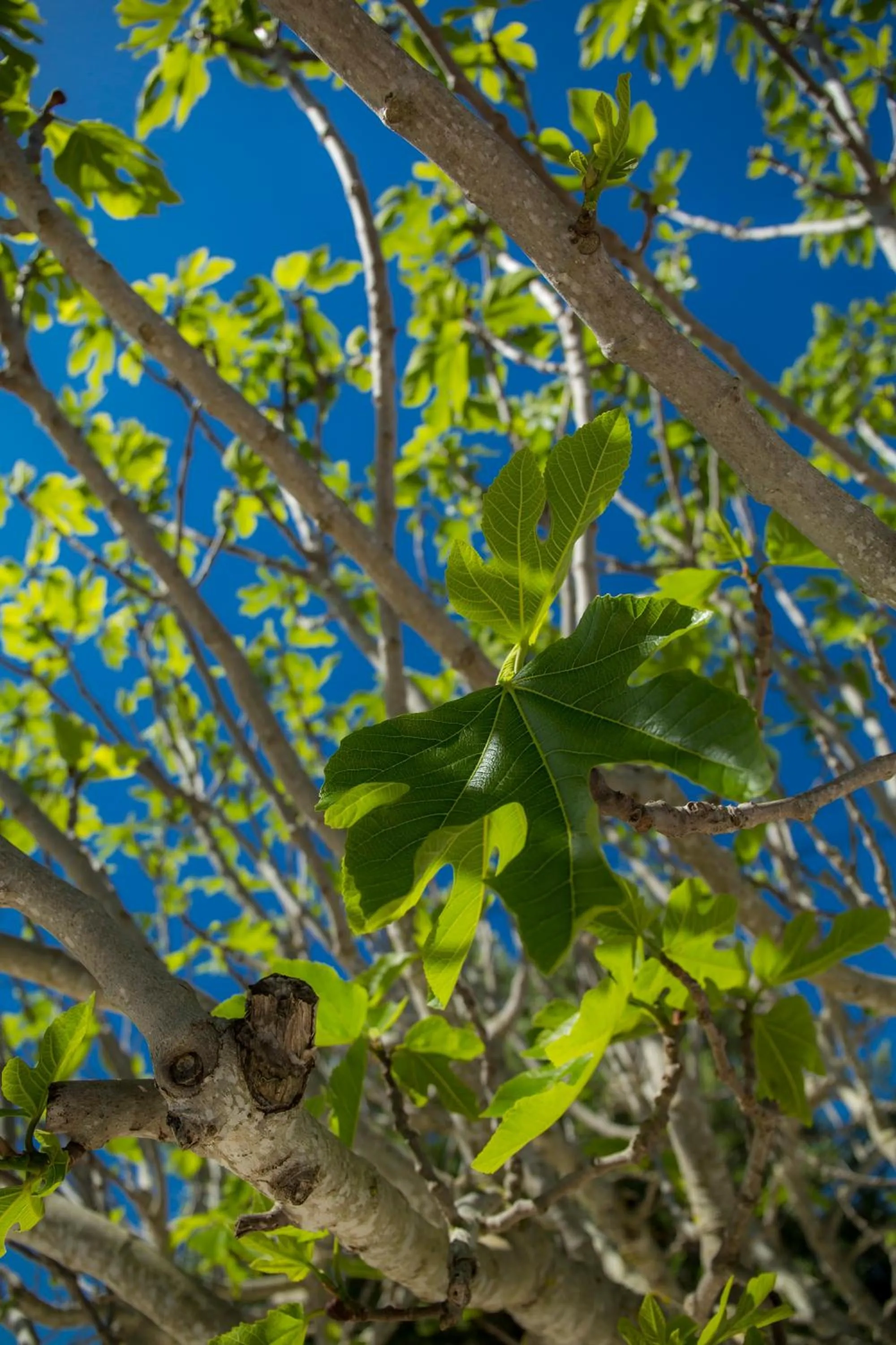 Spring in Casa Luisandra Boutique Hotel B&B