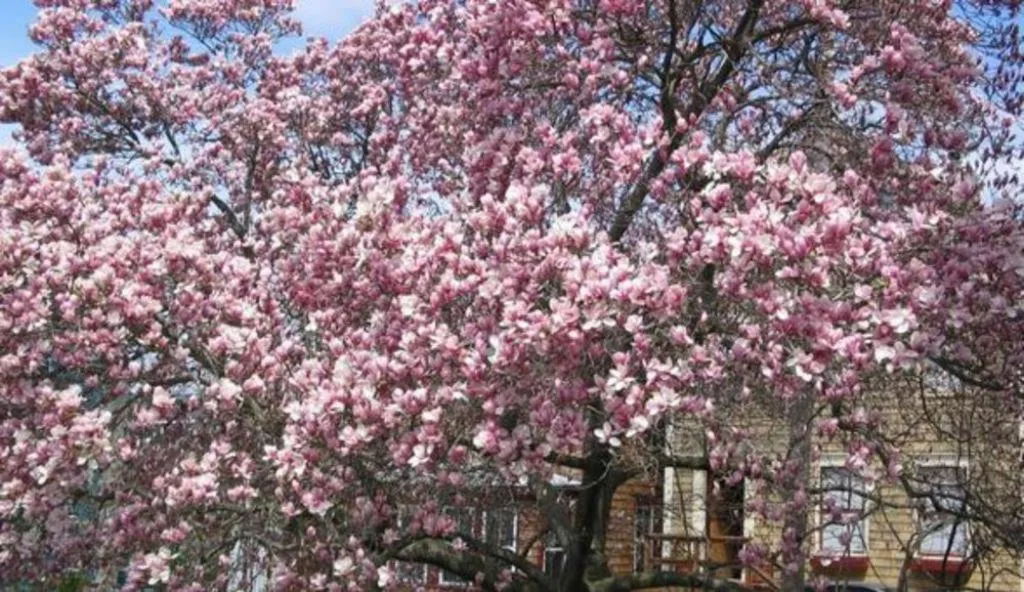 Other in Artful Lodger