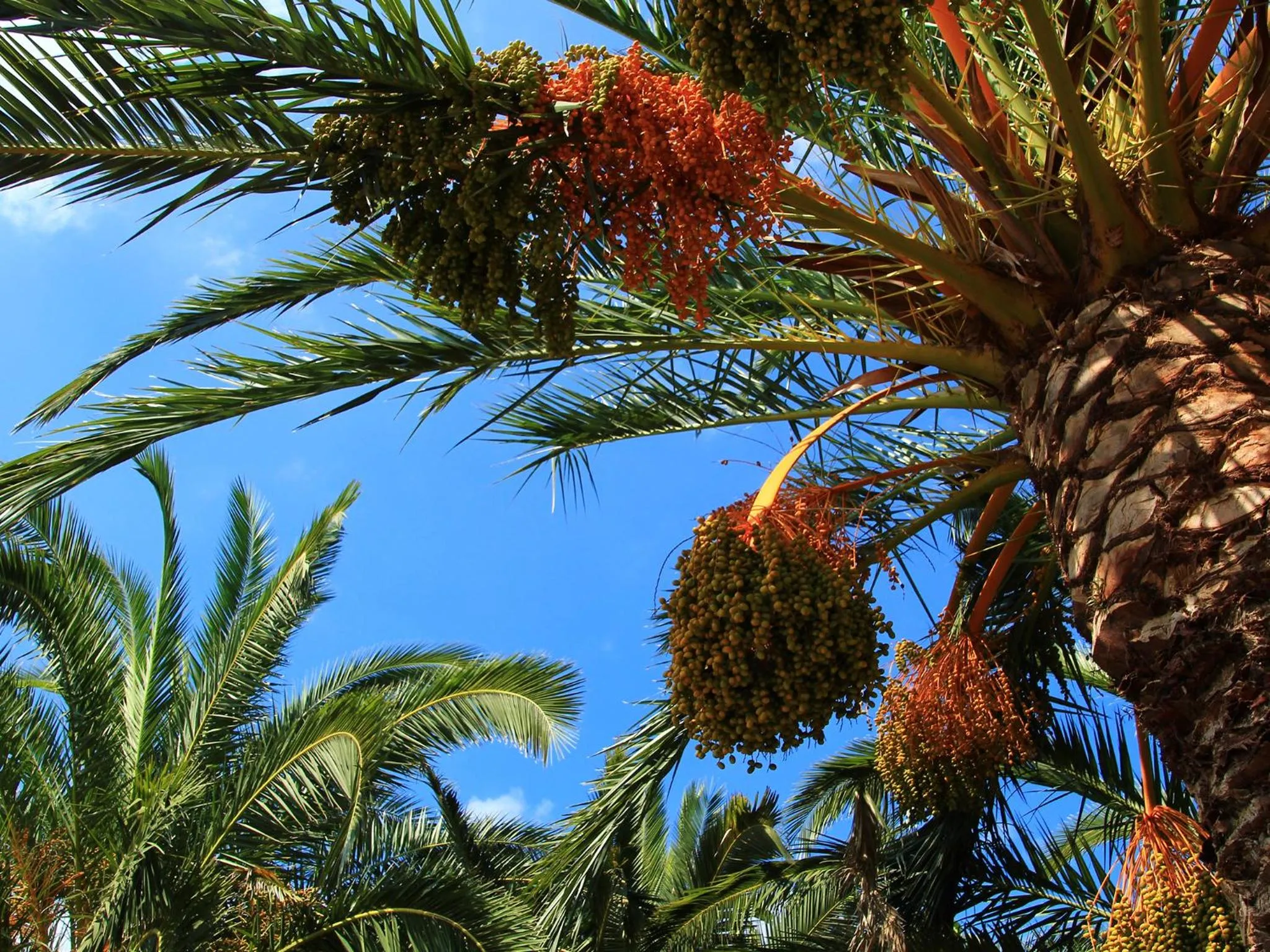 Natural landscape in Finca Hotel Rural Predio Son Serra