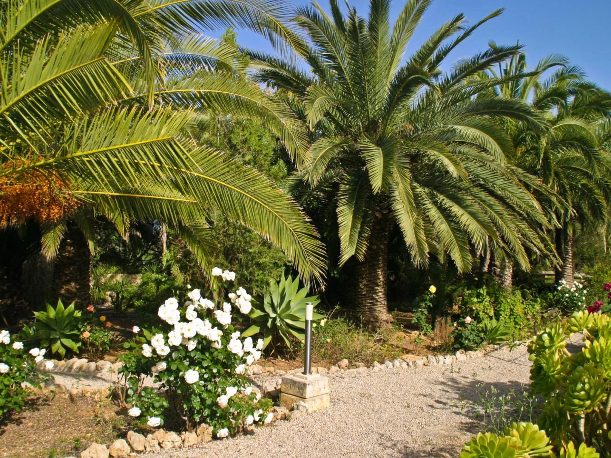 Garden view in Finca Hotel Rural Predio Son Serra