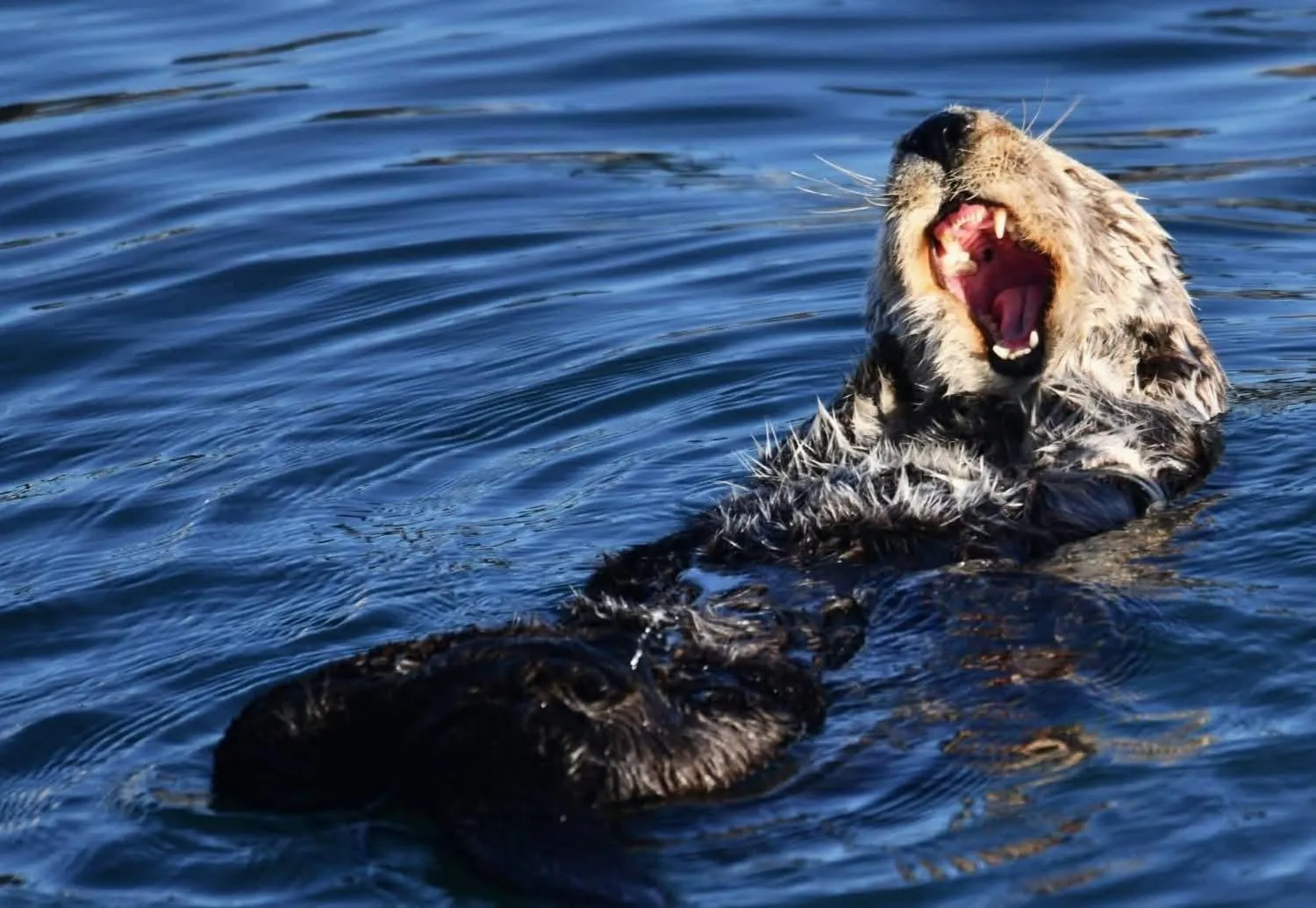 Beach in Central Coast Inn Cayucos