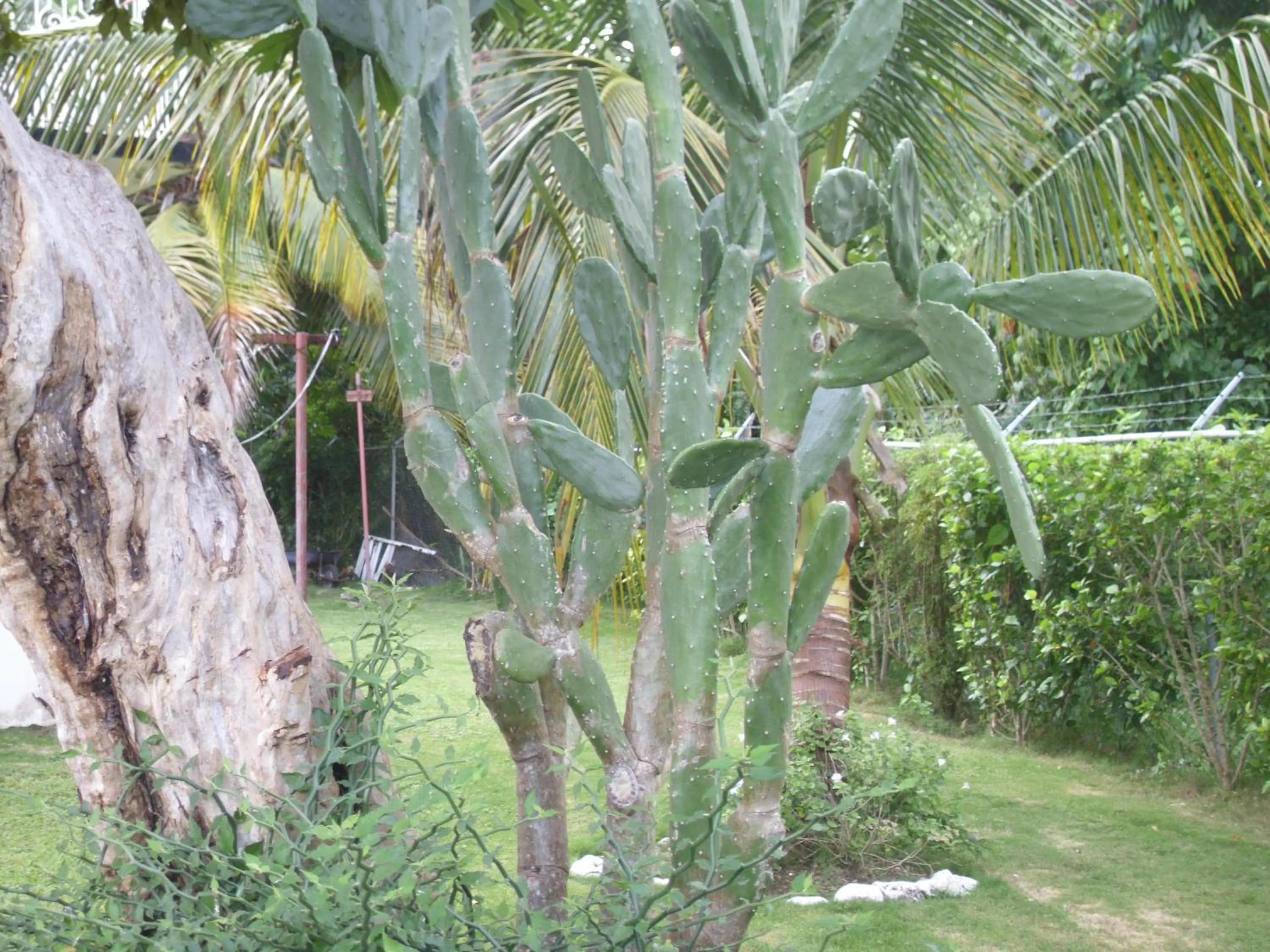 Garden in Whistling Villa Runaway Bay