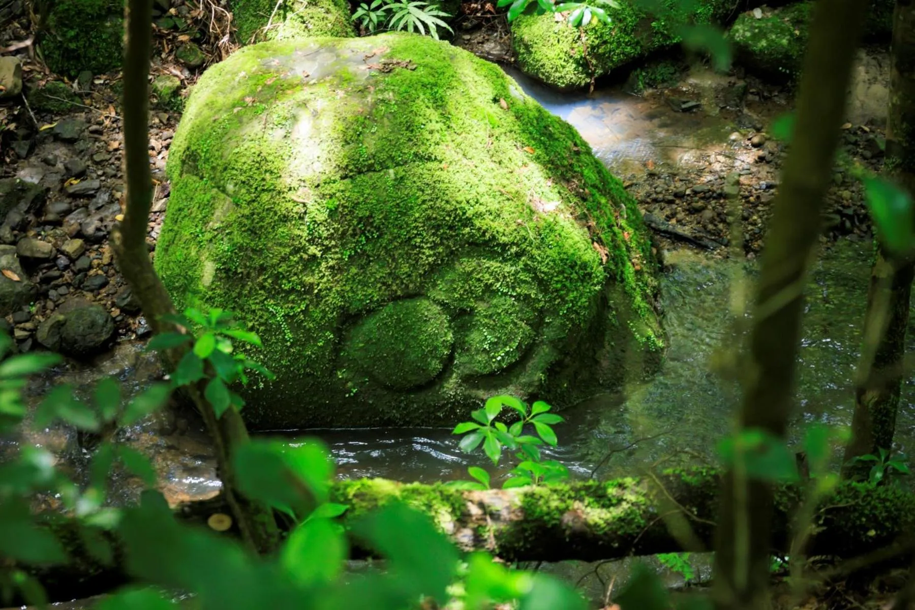 Property logo or sign in Tsukihitei