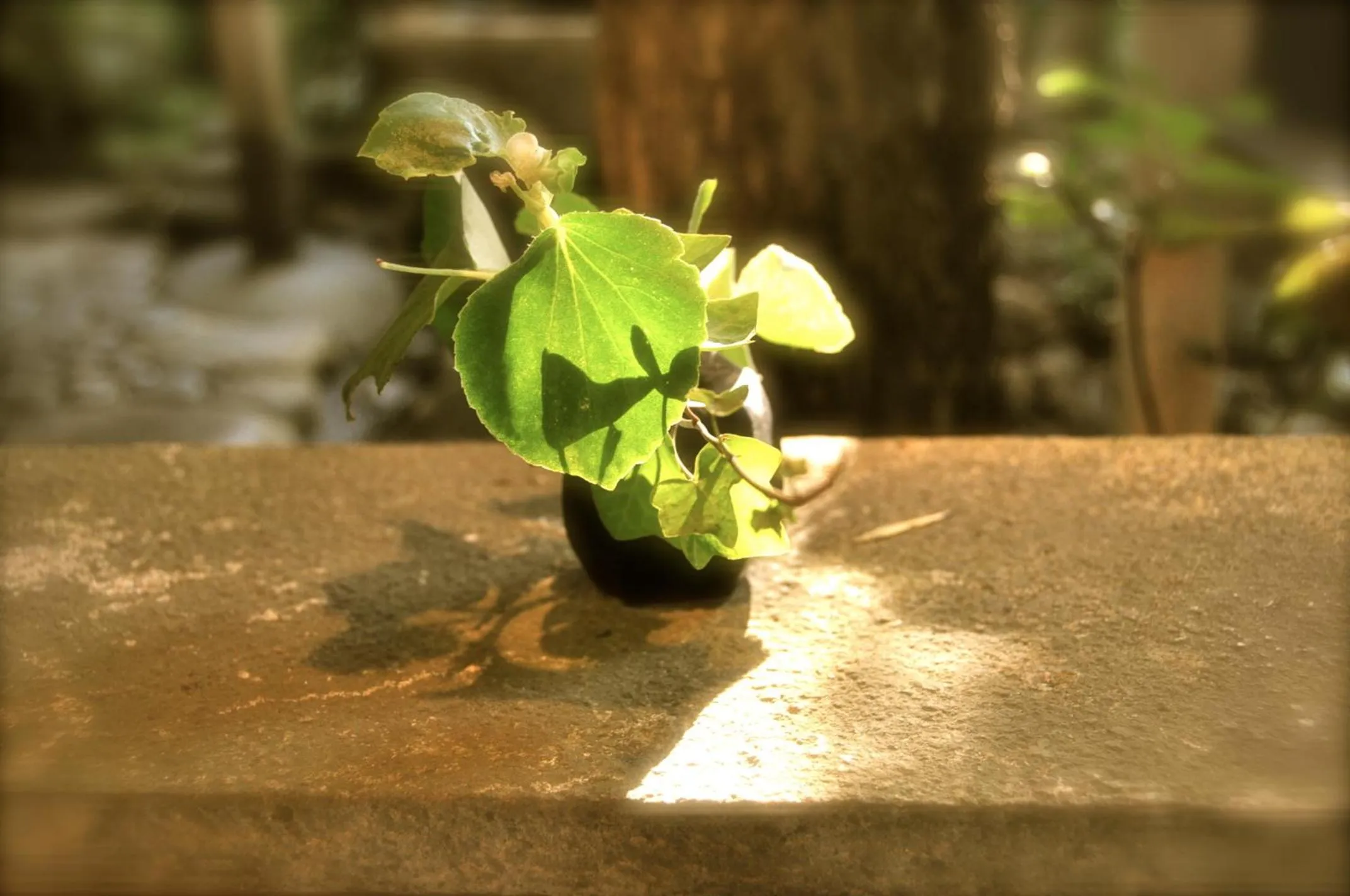 Other in AKARI et KAORI formerly Taizanso