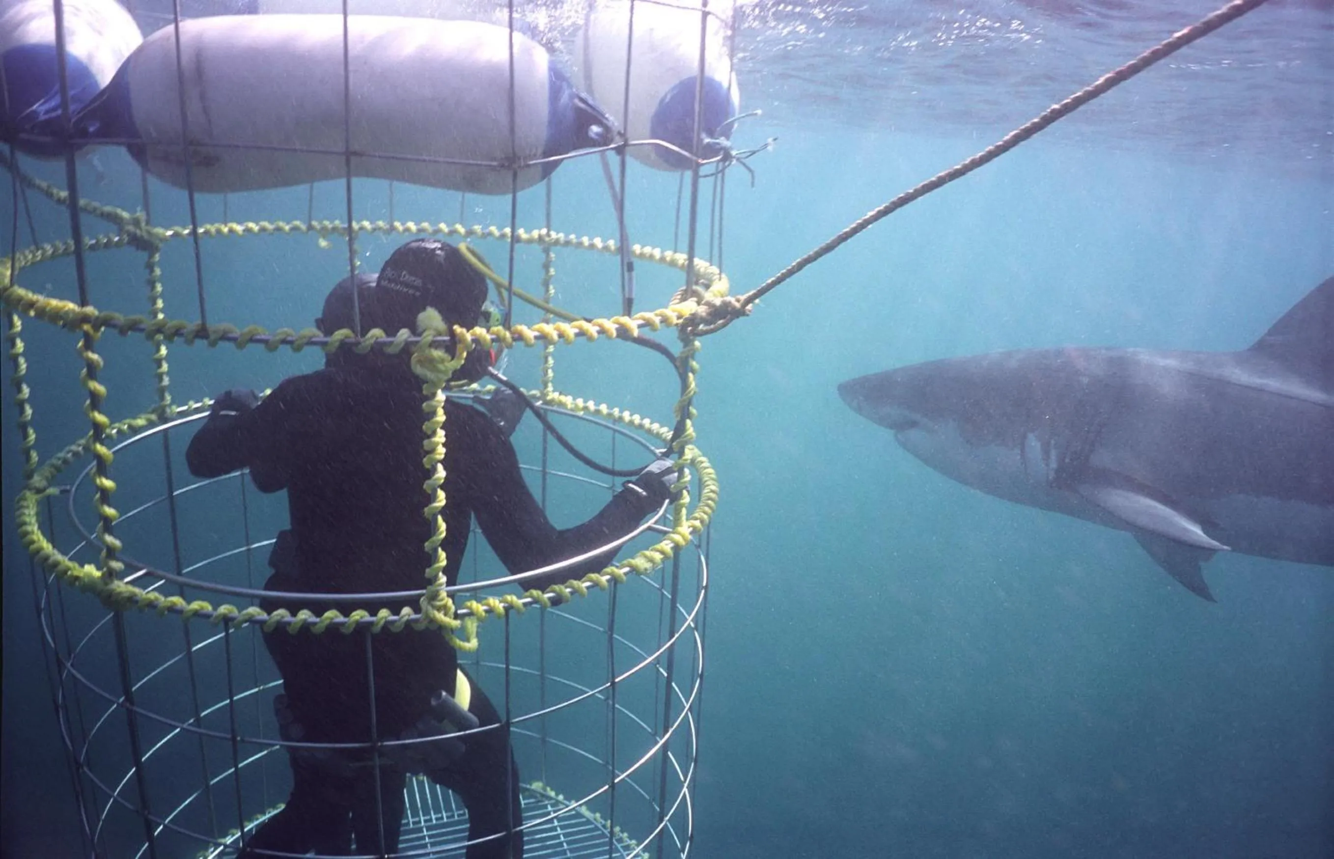 Snorkeling in Tourist Lodge Gansbaai