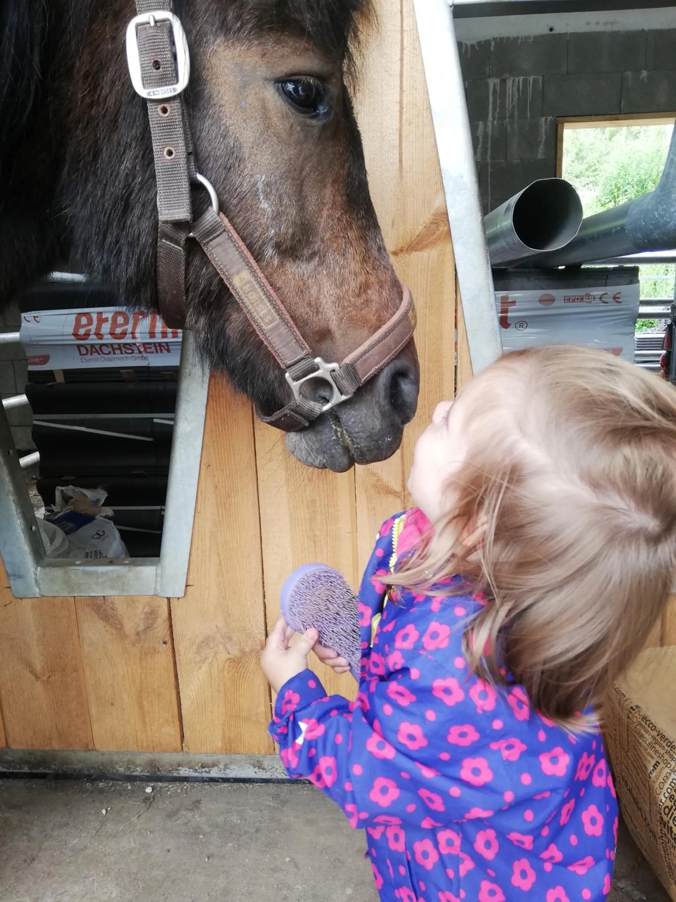 Horse-riding in Biobauernhof Tonimörtl