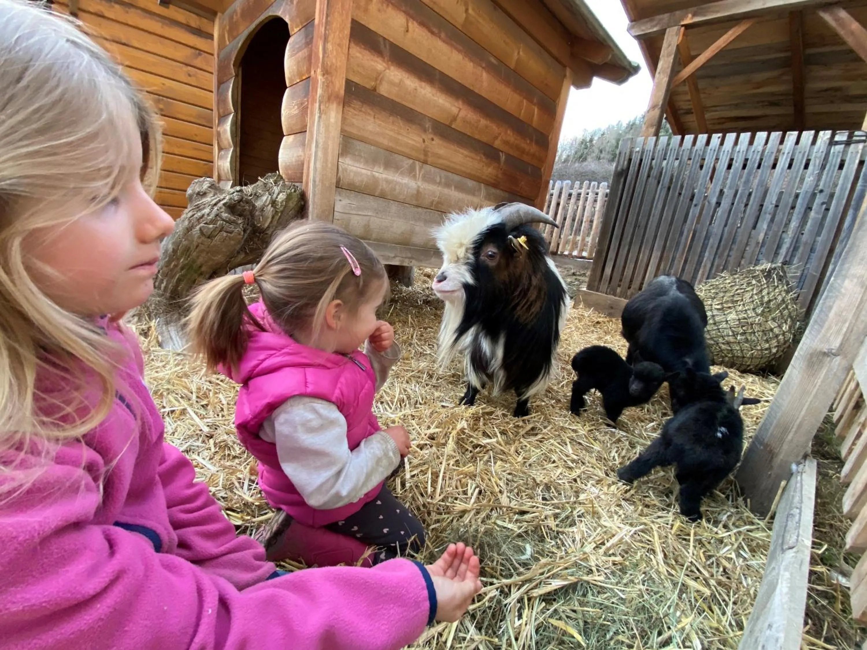 Animals in Biobauernhof Tonimörtl