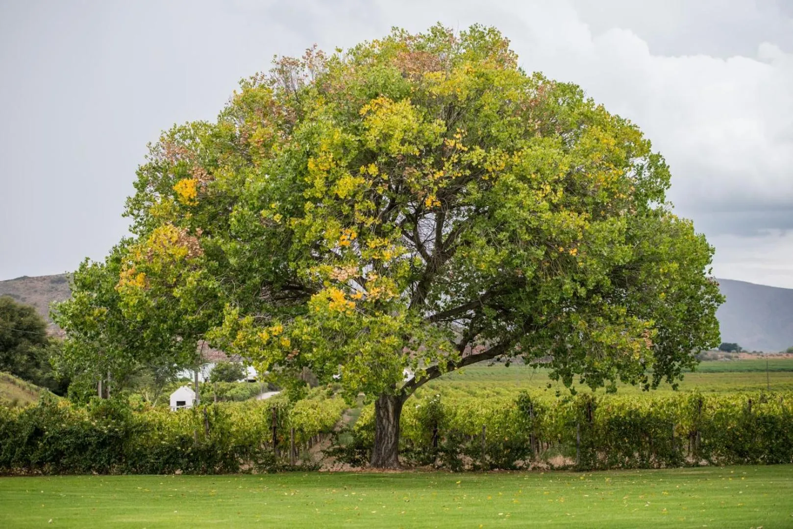 Garden in Excelsior Manor Guesthouse