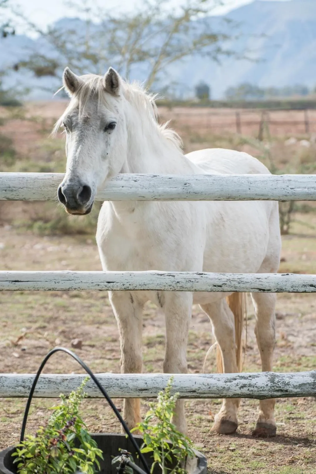 Animals in Excelsior Manor Guesthouse