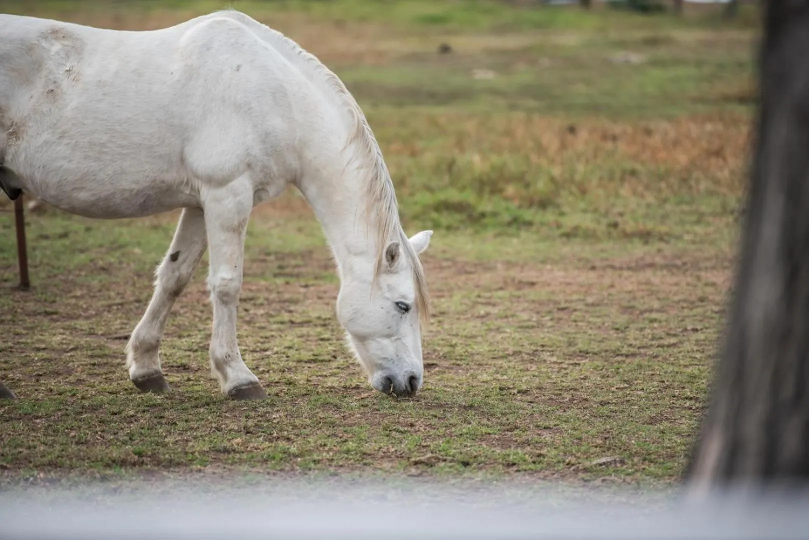Animals in Excelsior Manor Guesthouse