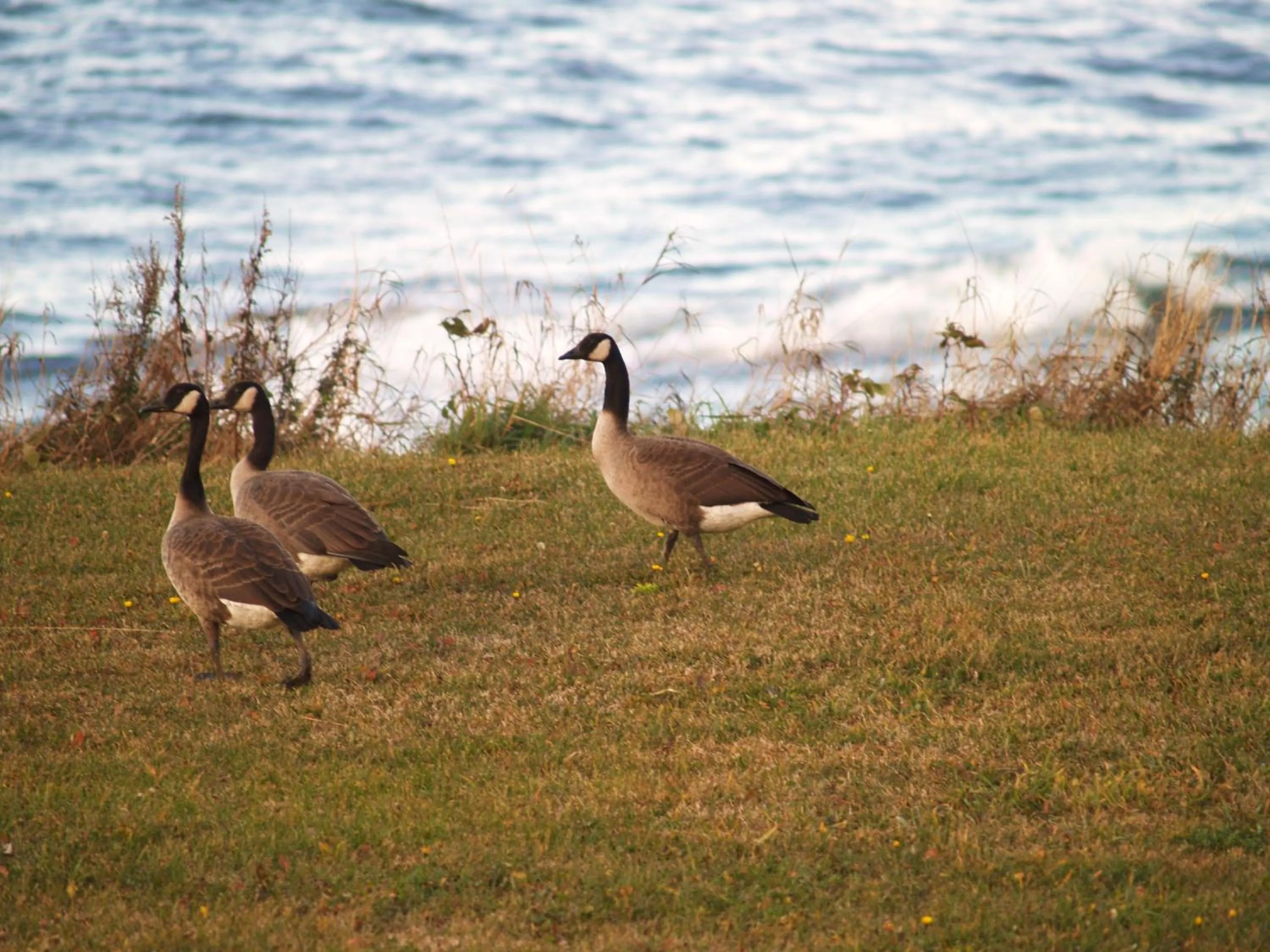 View (from property/room) in Restaurant-Motel L'Etoile du Nord