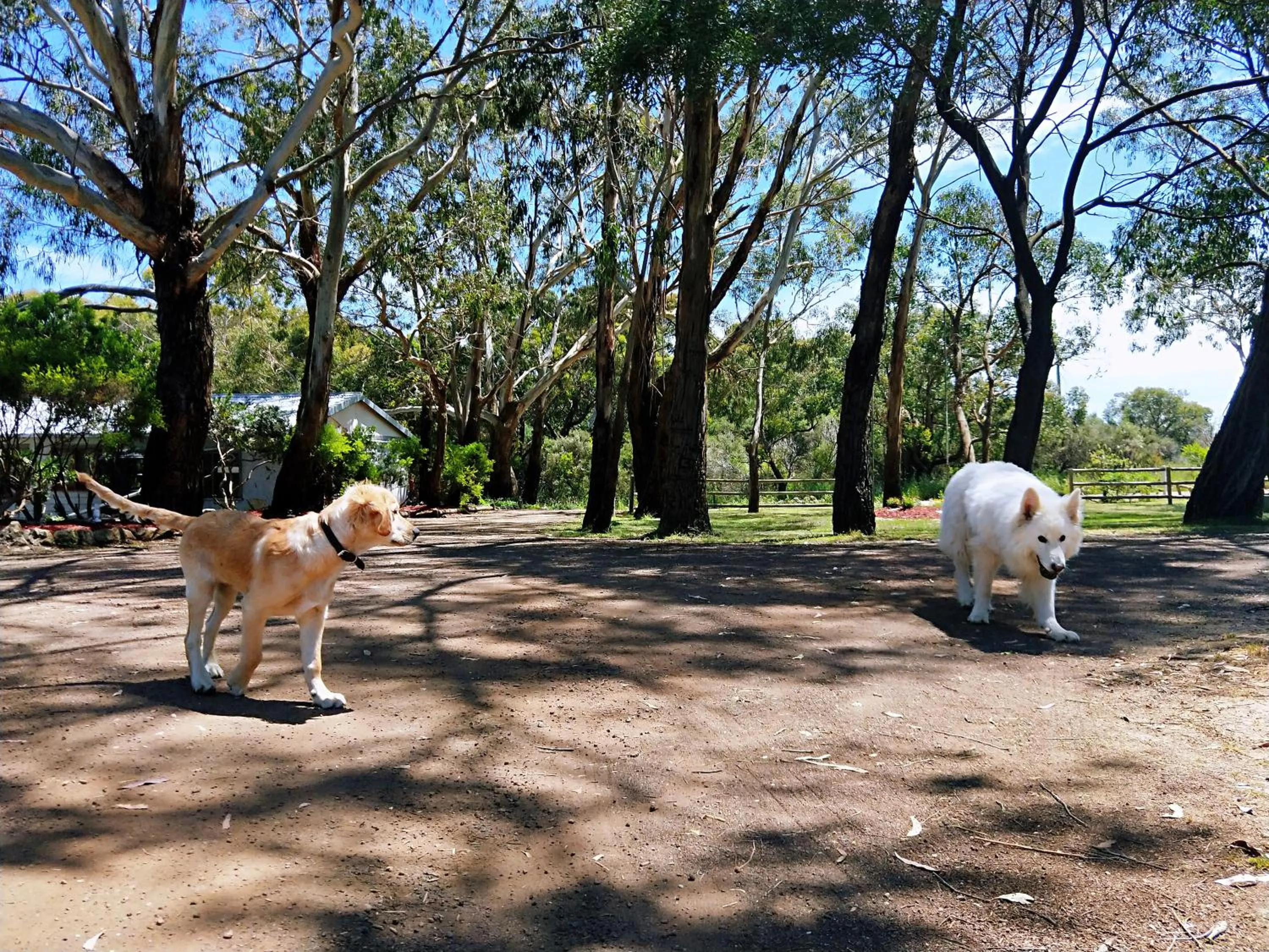 Pets in Twelve Apostles Motel & Country Retreat