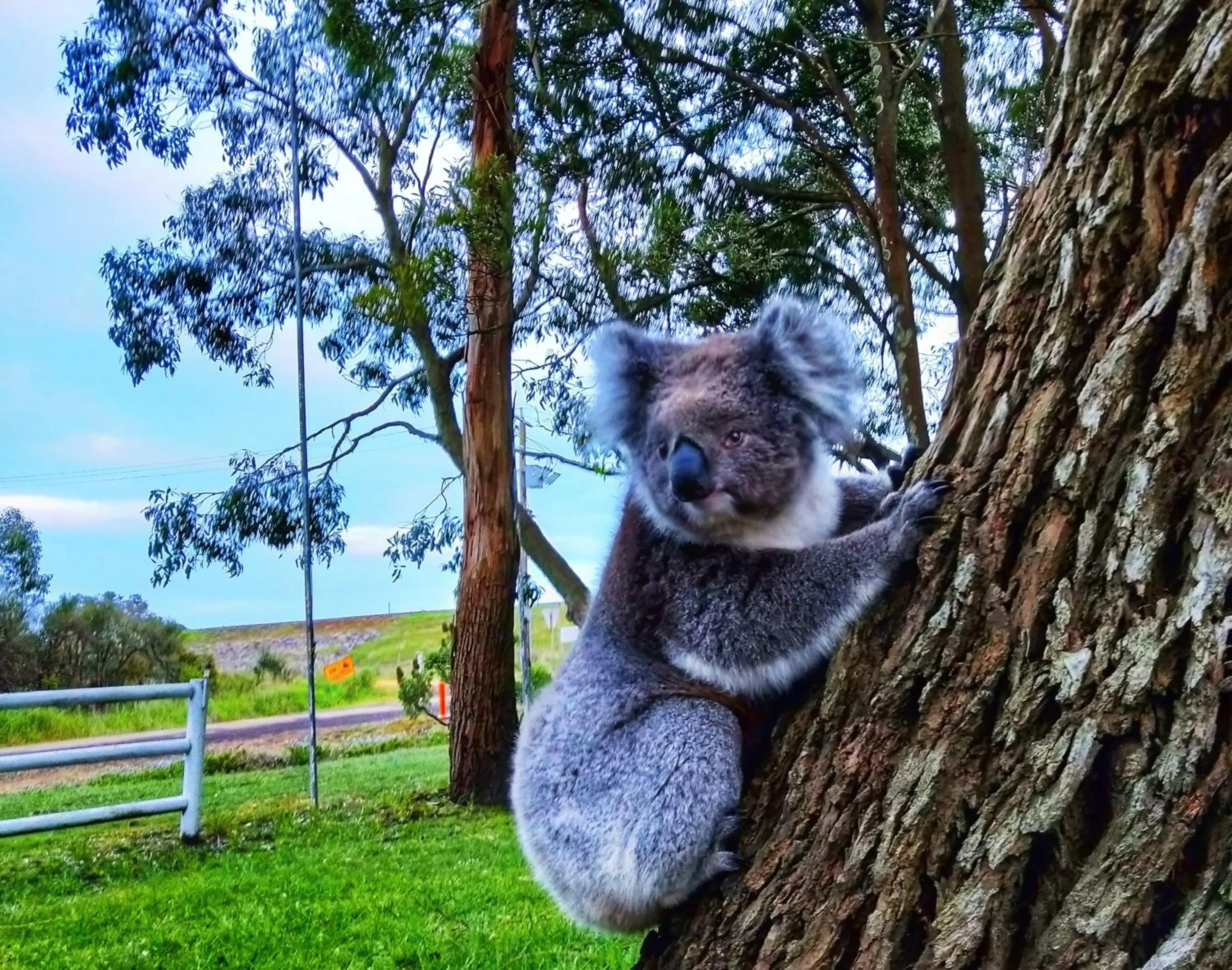 Animals in Twelve Apostles Motel & Country Retreat