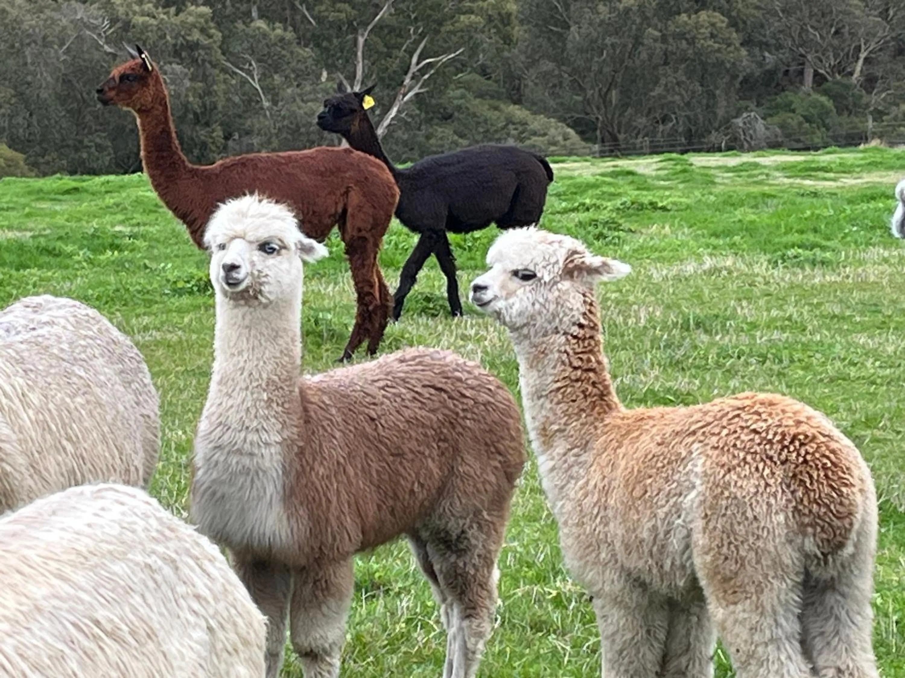 Twelve Apostles Motel & Country Retreat