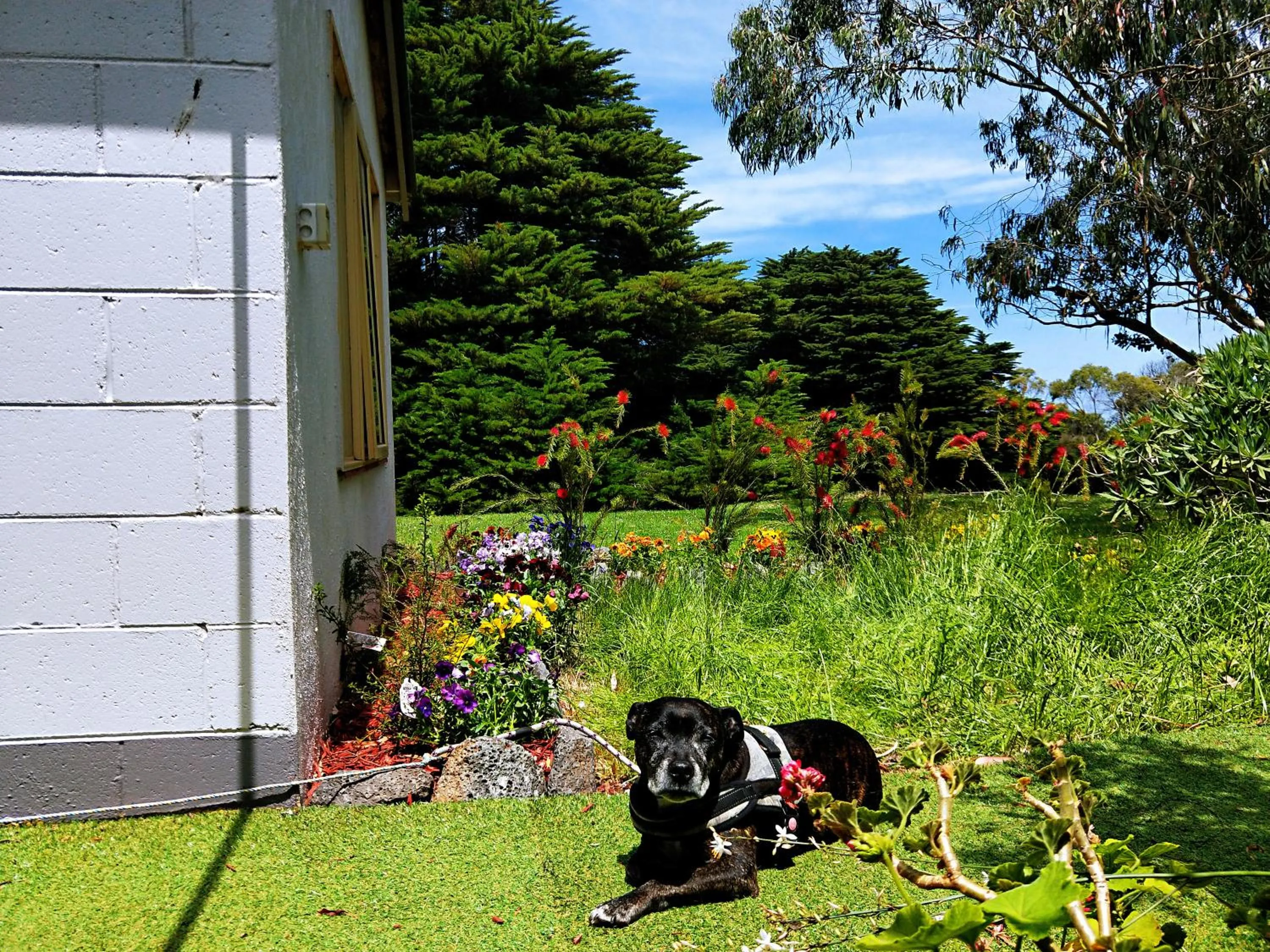 Animals in Twelve Apostles Motel & Country Retreat