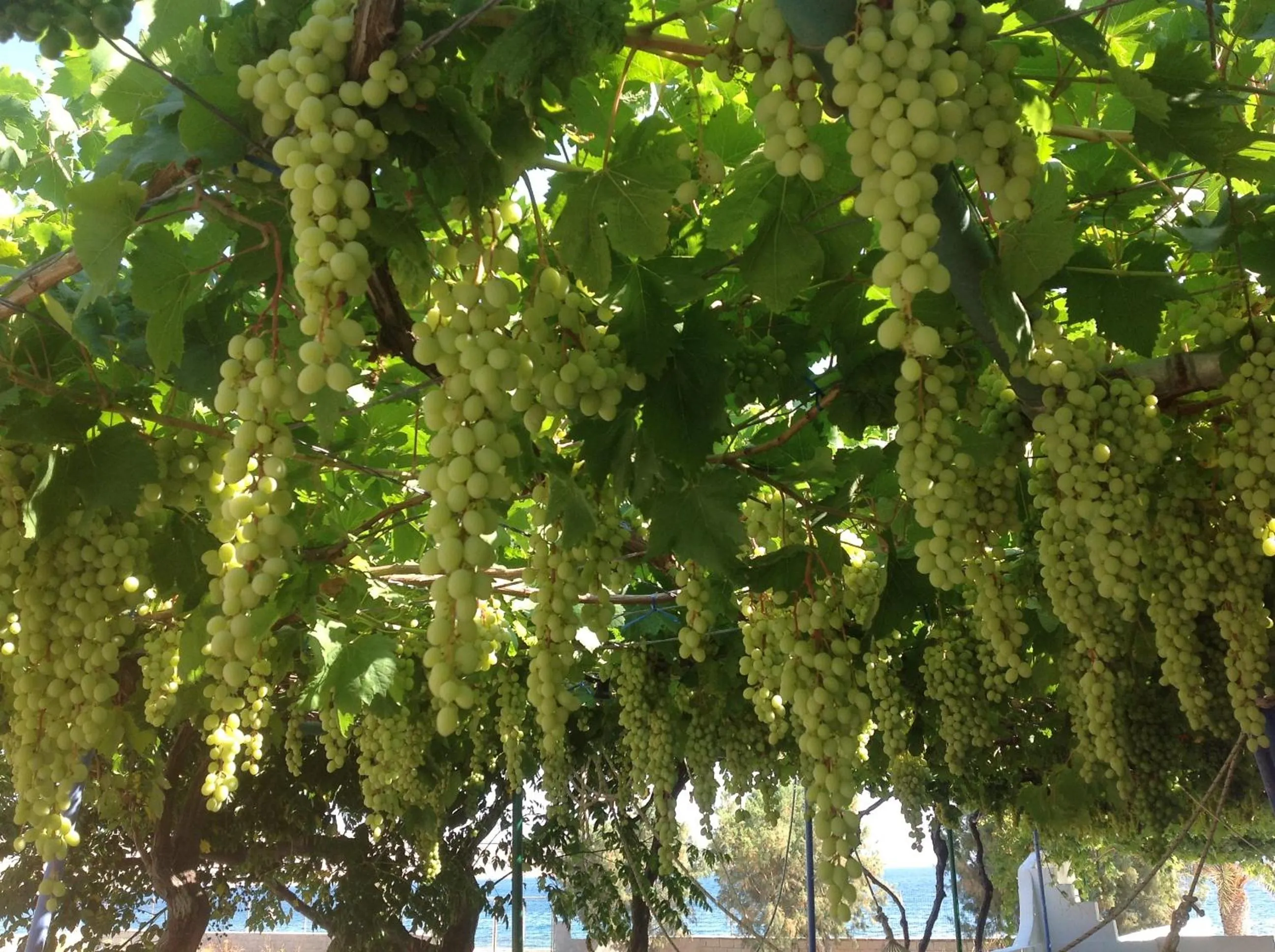 Garden in Hotel Petras Beach