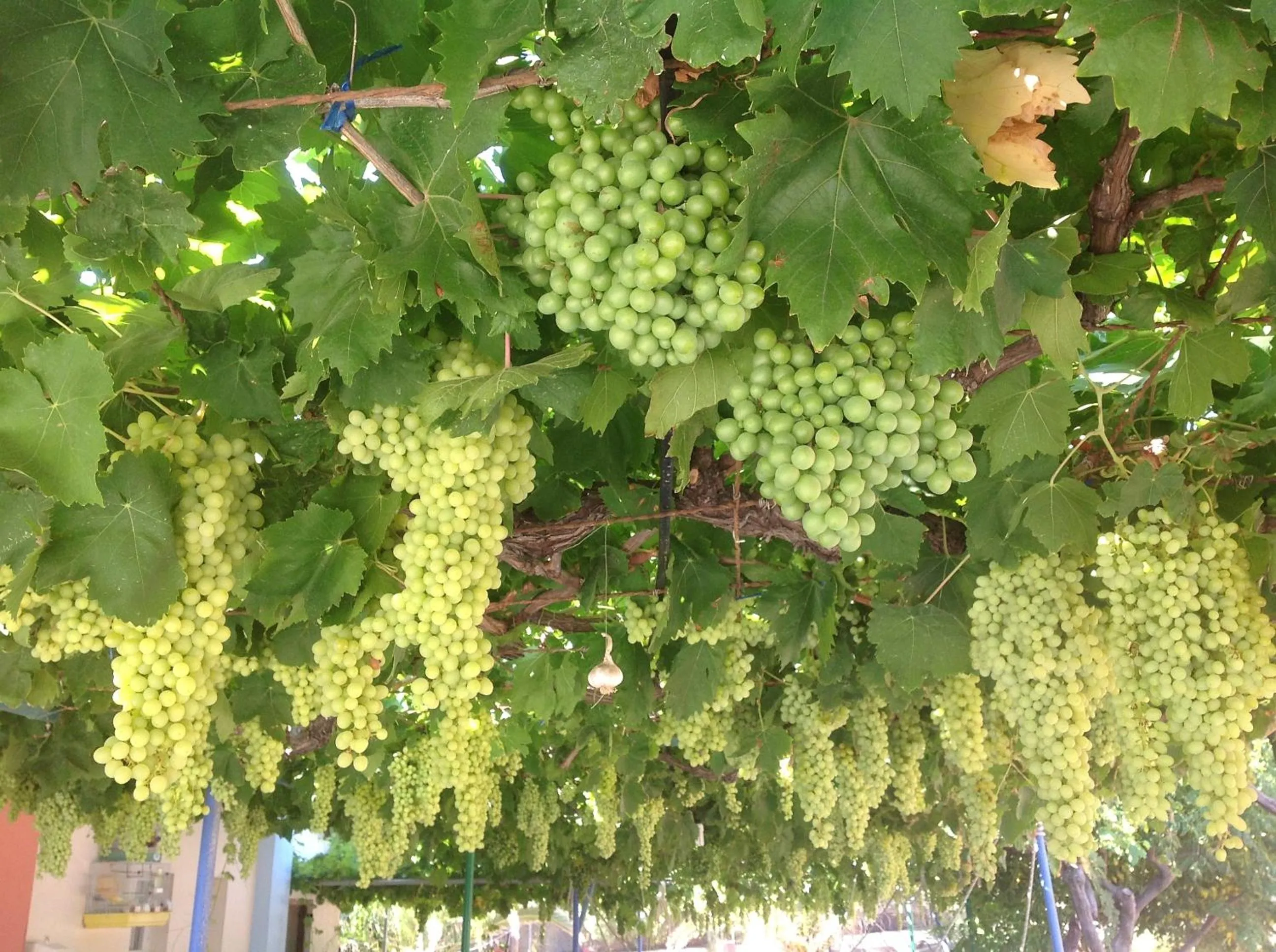 Garden view in Hotel Petras Beach