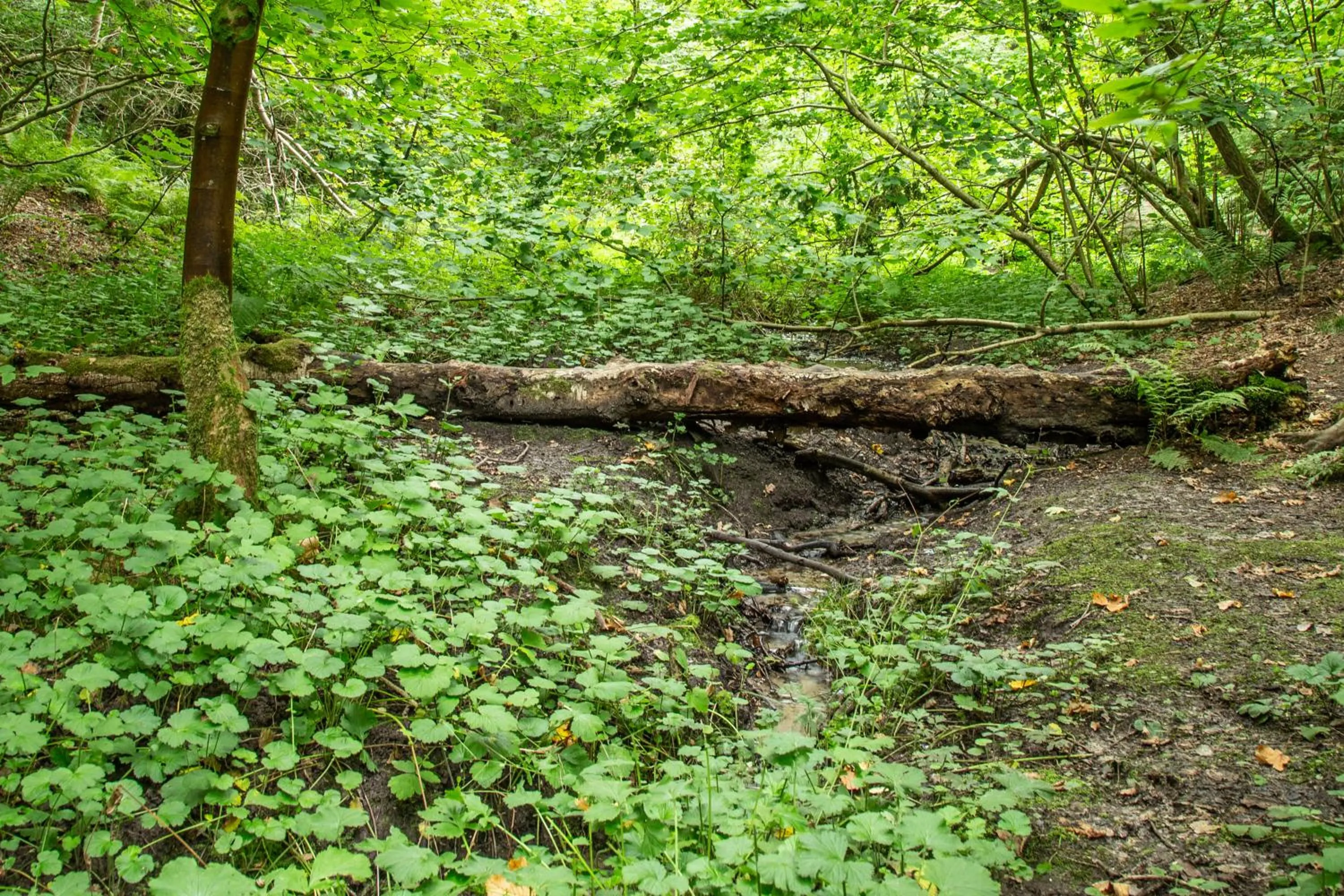 Natural landscape in Rønnes Hotel