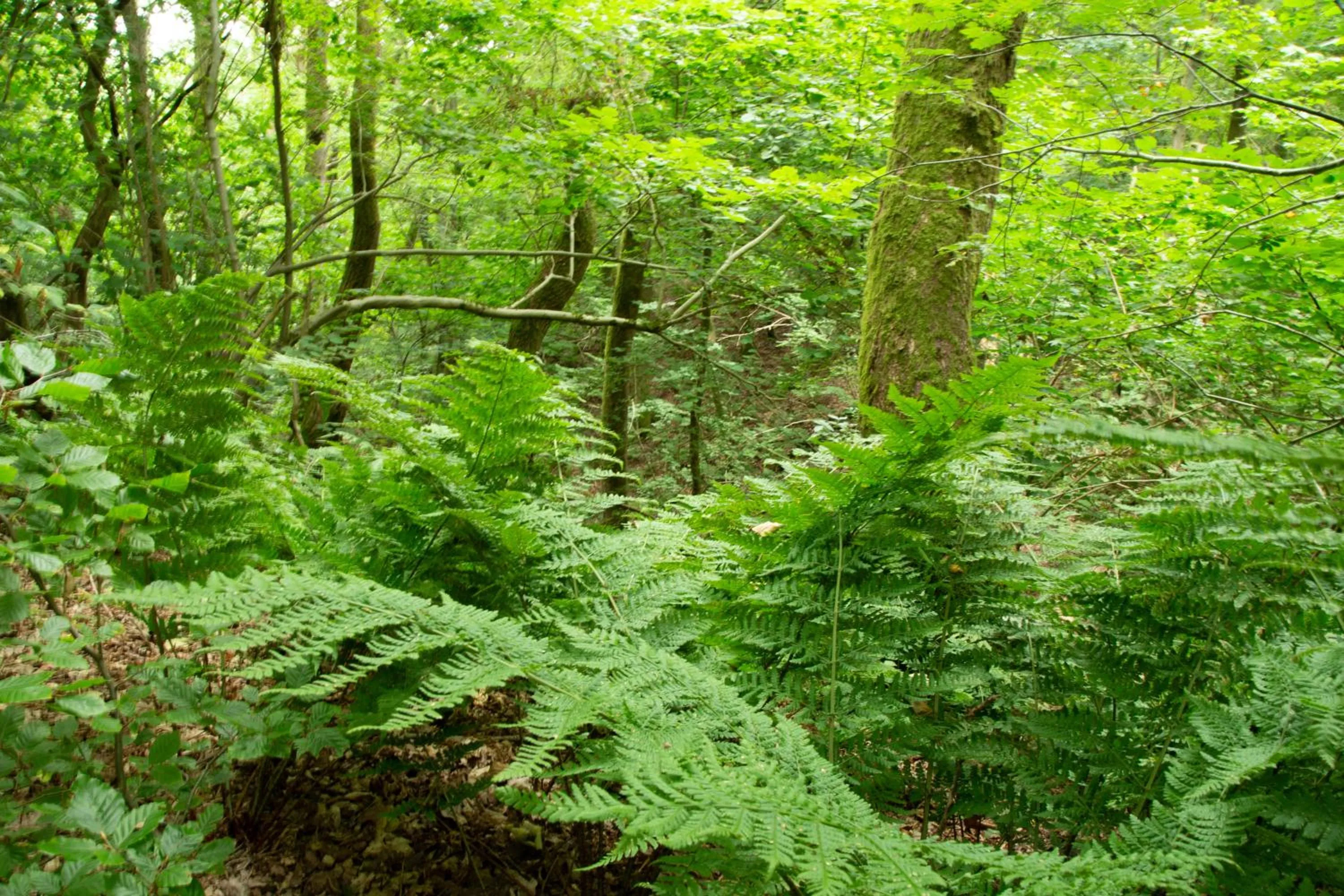 Natural landscape in Rønnes Hotel