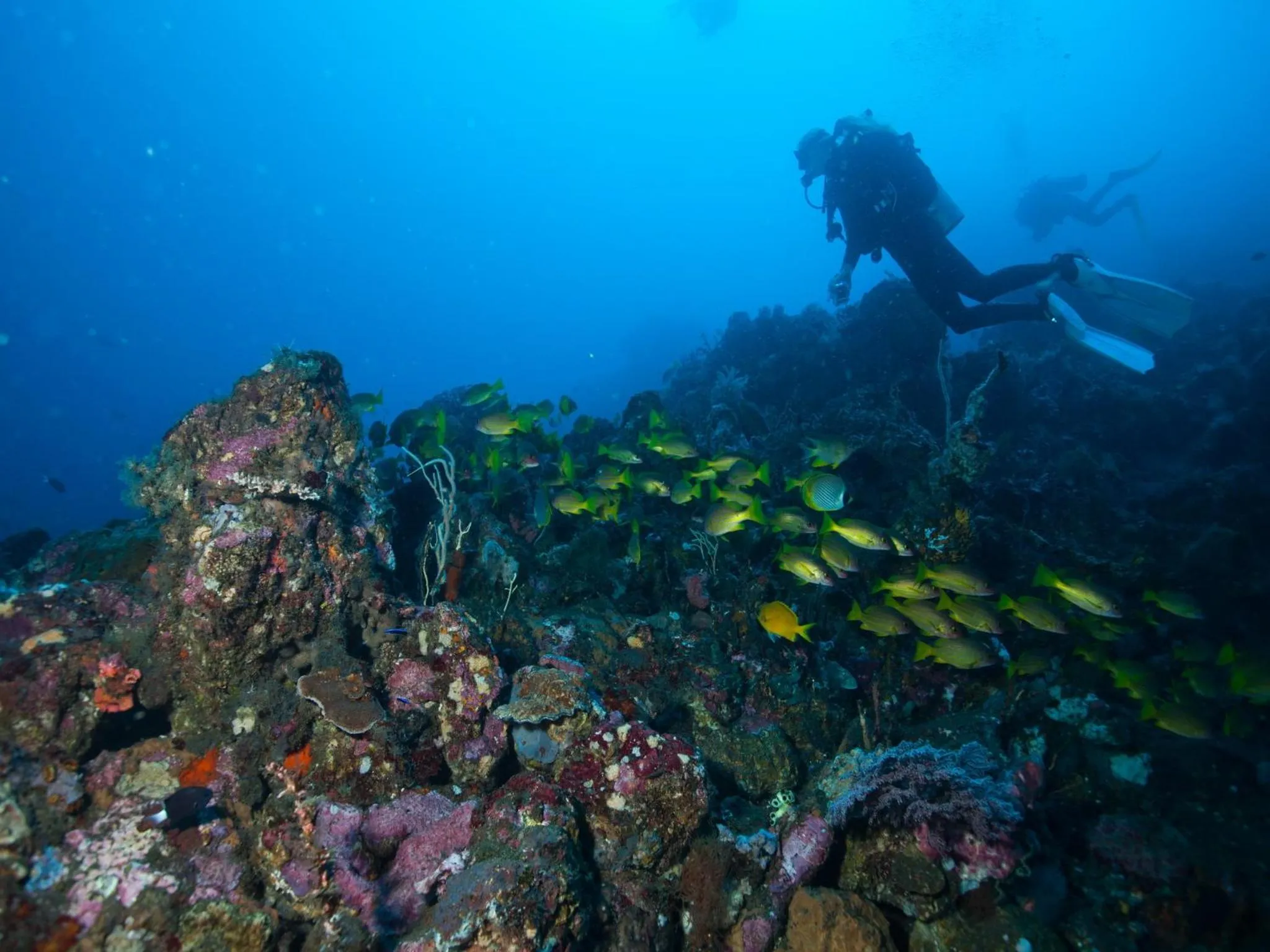Diving in Hotel Uyah Amed Spa Resort